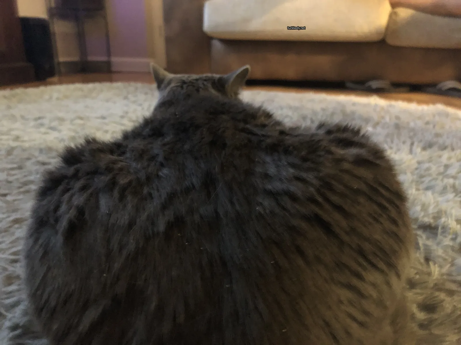 Gri bir kedi beyaz bir halı üzerinde siyah kulakları ve beyaz gövdesiyle yatıyor.