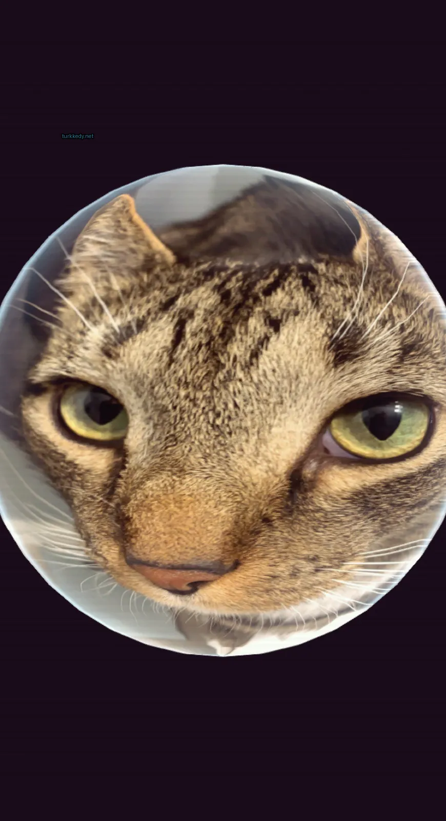 Bir kedi kameraya bakıyor.