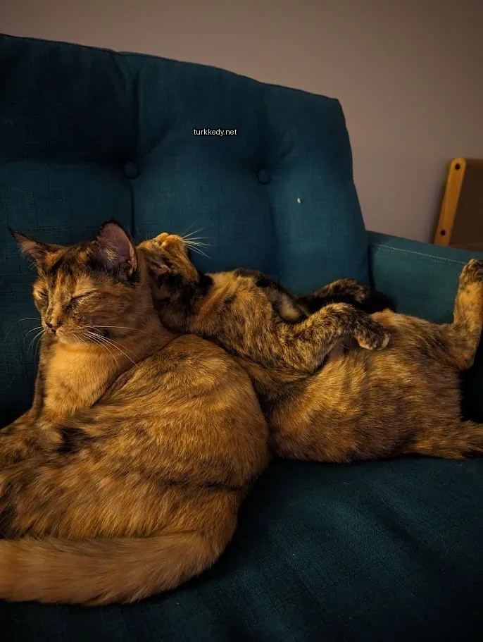Koyu ve beyaz bir kedi mavi bir sofa üzerinde yatıyor.
