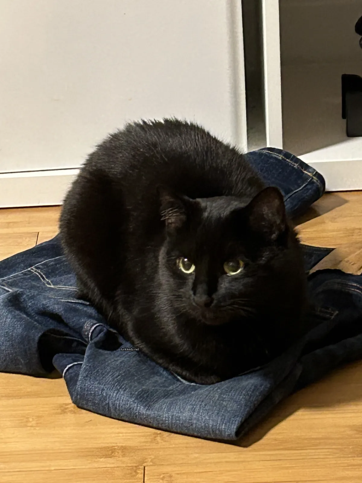 Siyah bir kedi mavi bir pantolonun üzerinde oturuyor.