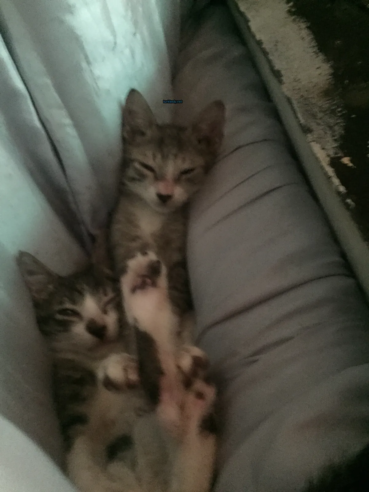 İki kedi bir sofa üzerinde yatıyor, biri gri ve beyaz, diğeri gri ve siyah.