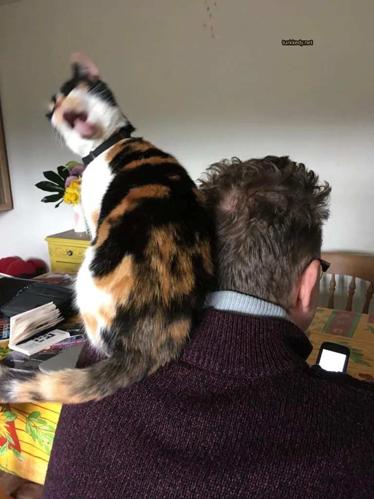 Siyah bir kolyeli, kahverengi ve beyaz bir deri desenine sahip bir kedi bir erkeğin sırtında oturuyor.