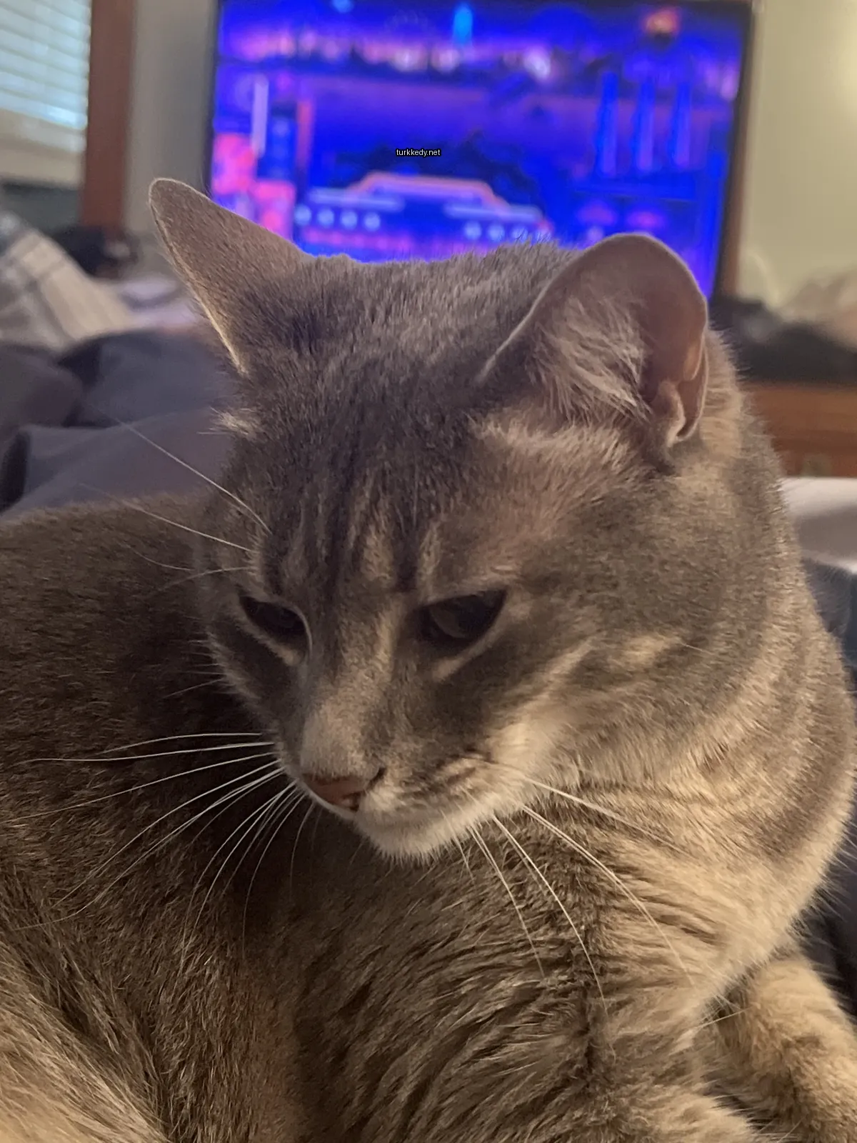 Beyaz ve gri bir kedi bir televizyonun önünde bir yatakta yatıyor.
