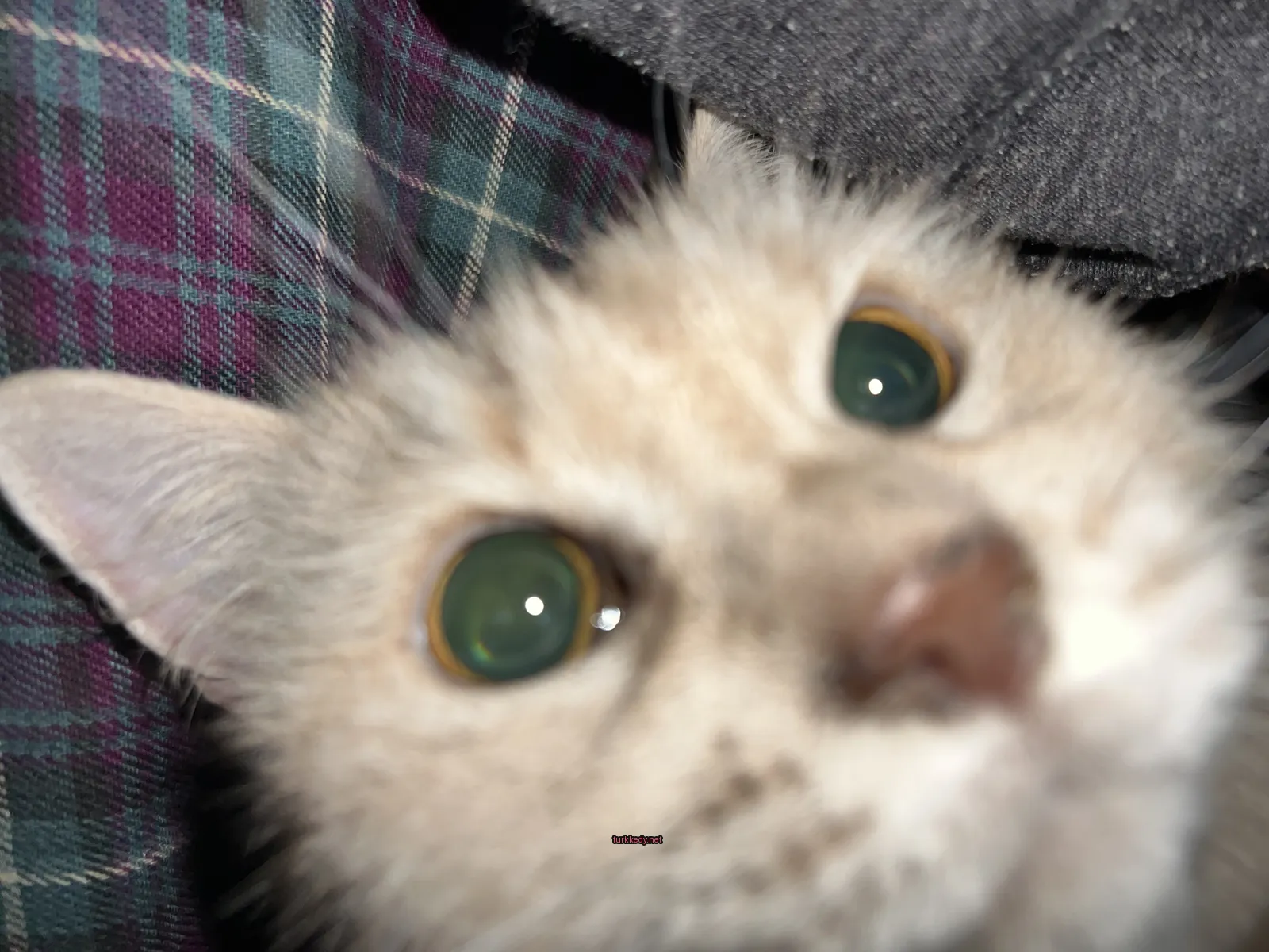 Beyaz ve kahverengi bir kedi, yeşil gözleri ve gri ve beyaz bir şallı gömleği var.