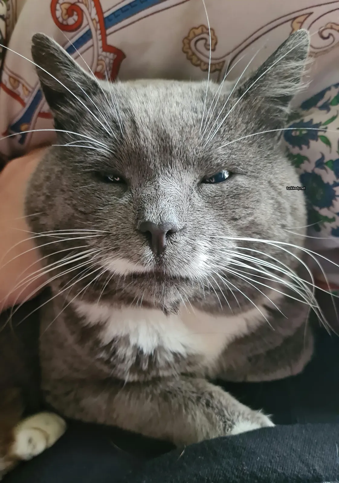 Gri ve beyaz bir kedi, beyaz bir çene ve tüylere sahip, bir kişinin kollarında oturuyor.