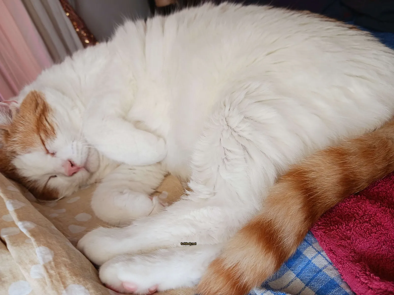 Beyaz ve turuncu bir kedi bir sofa üzerinde uyuyor.