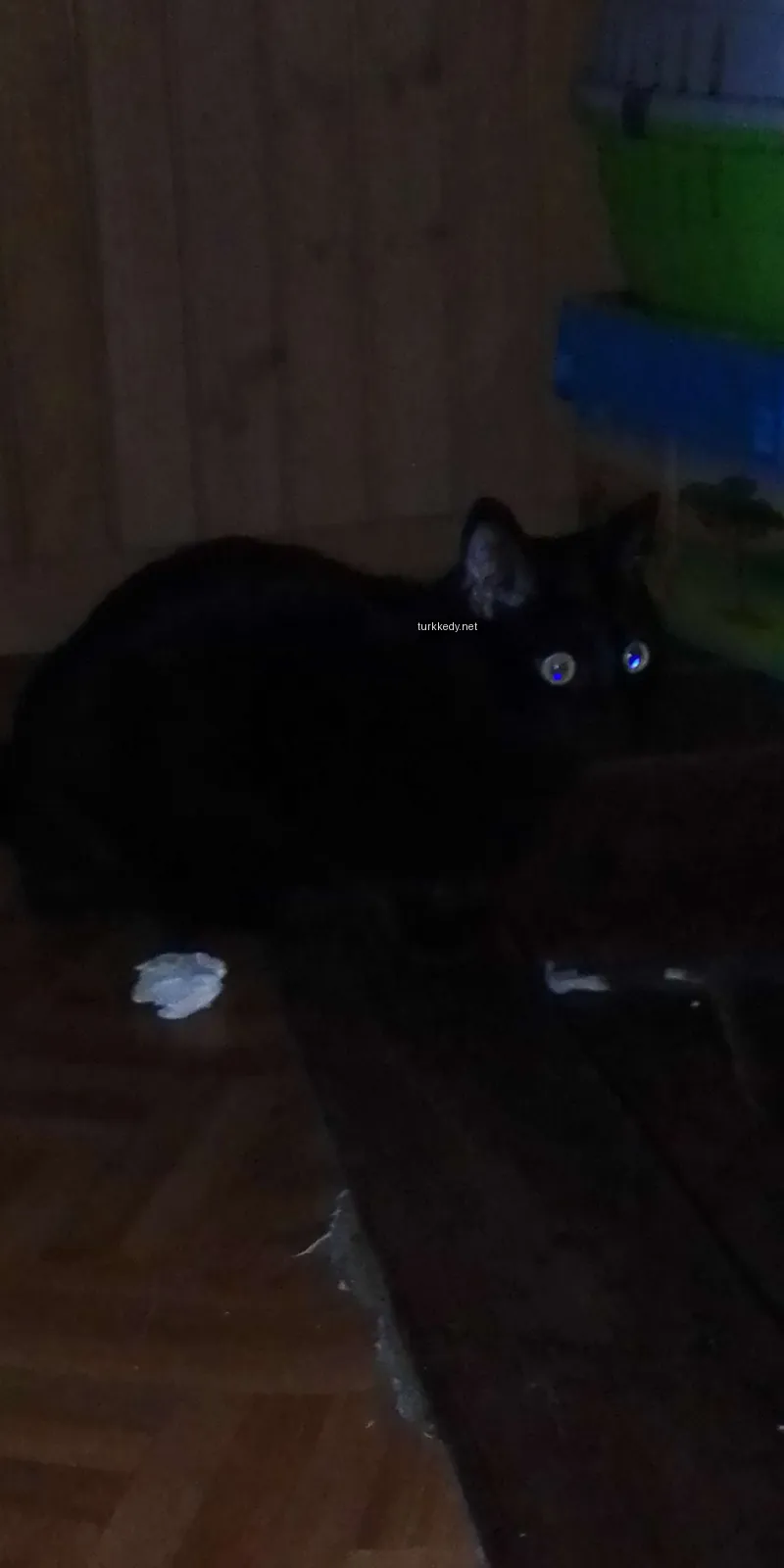 Siyah bir kedi, sarı gözleri olan bir siyah kedi, ahşap zeminde yatıyor.
