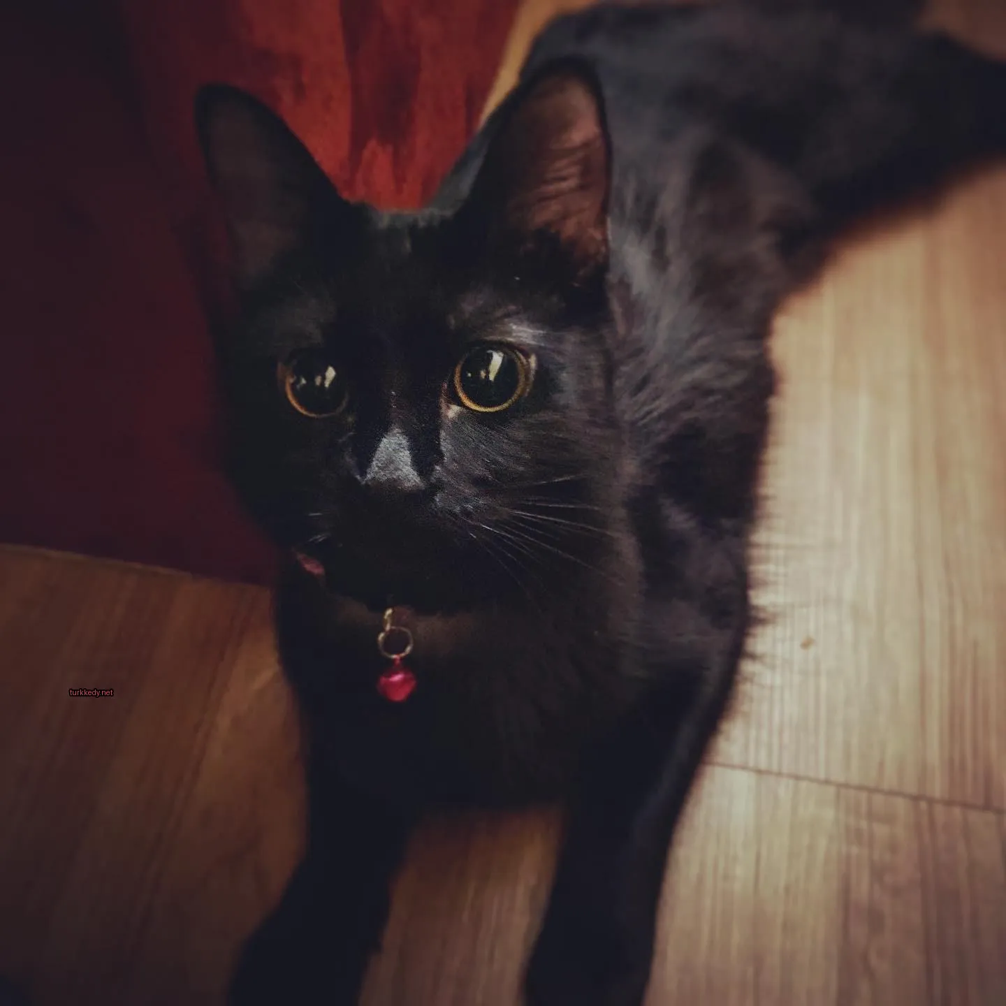 Siyah bir kedi, sarı gözleri olan bir kedi, bir ahşap zeminde yatıyor.