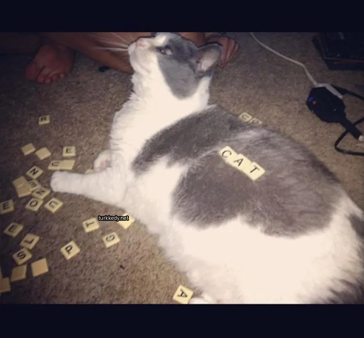 Gri ve beyaz bir kedi kumaşın üzerinde yatıyor.