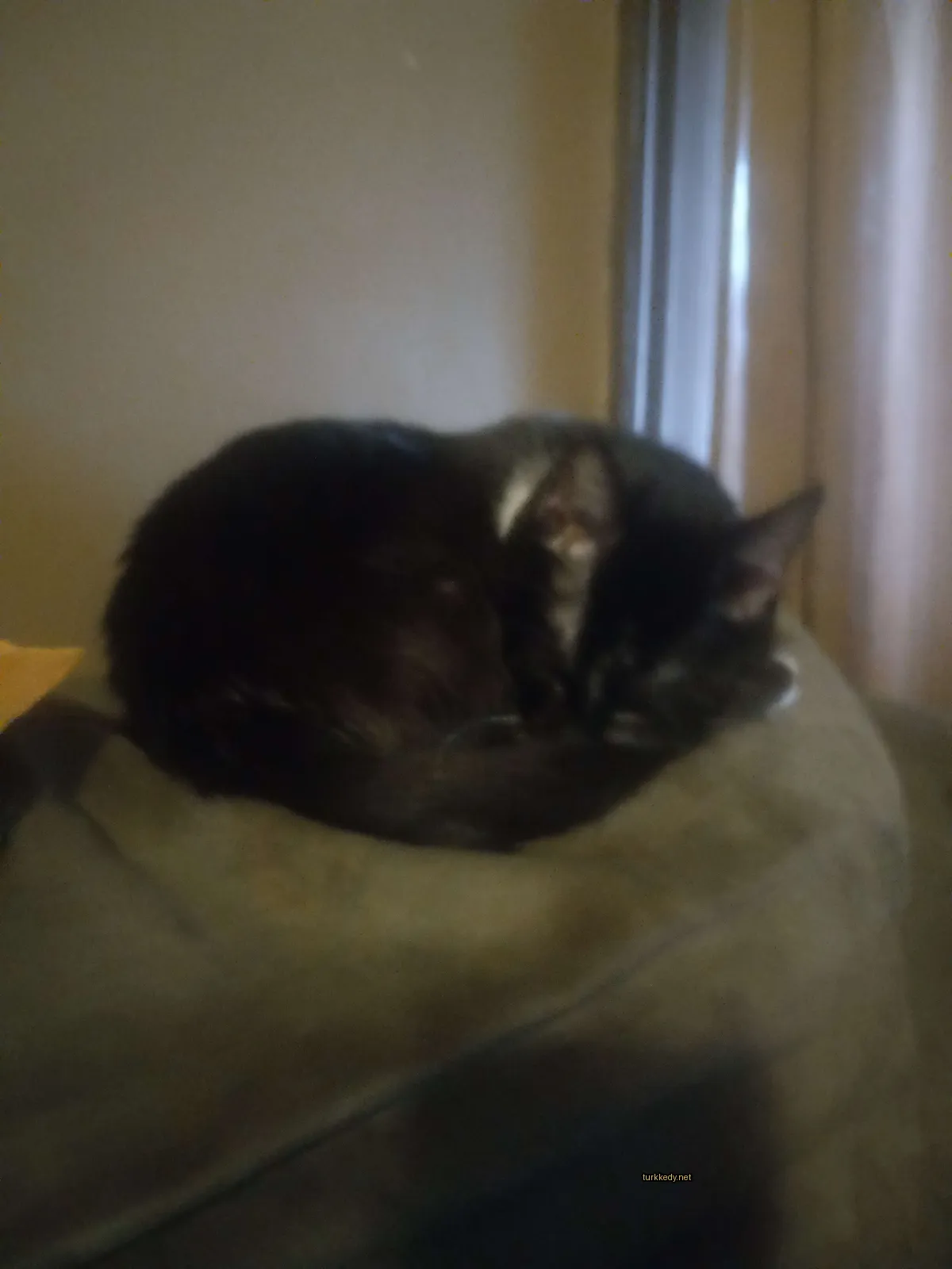 Siyah ve beyaz bir kedi bir sofa üzerinde uyuyor.
