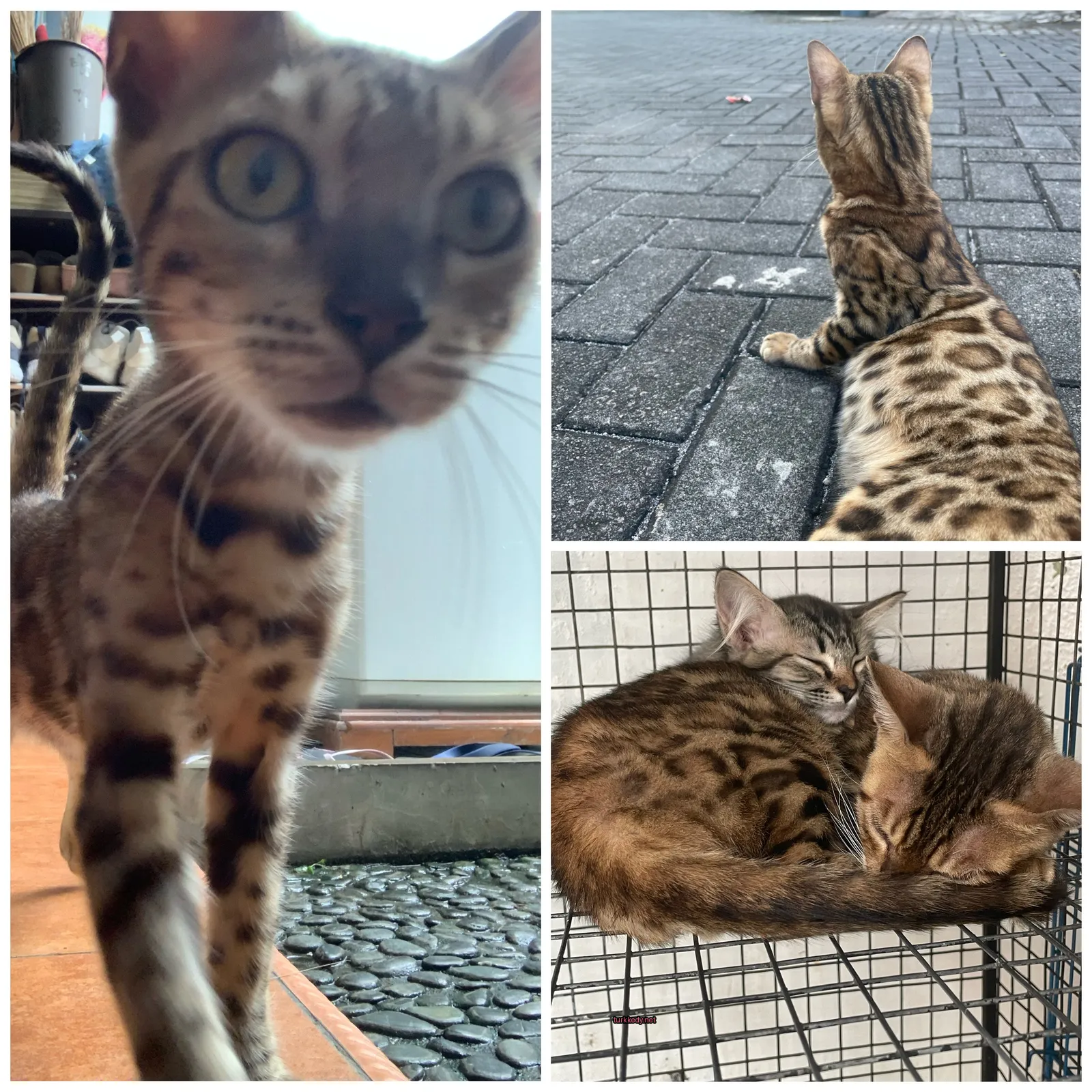 Bir kedi bir kafes üzerinde yatıyor.