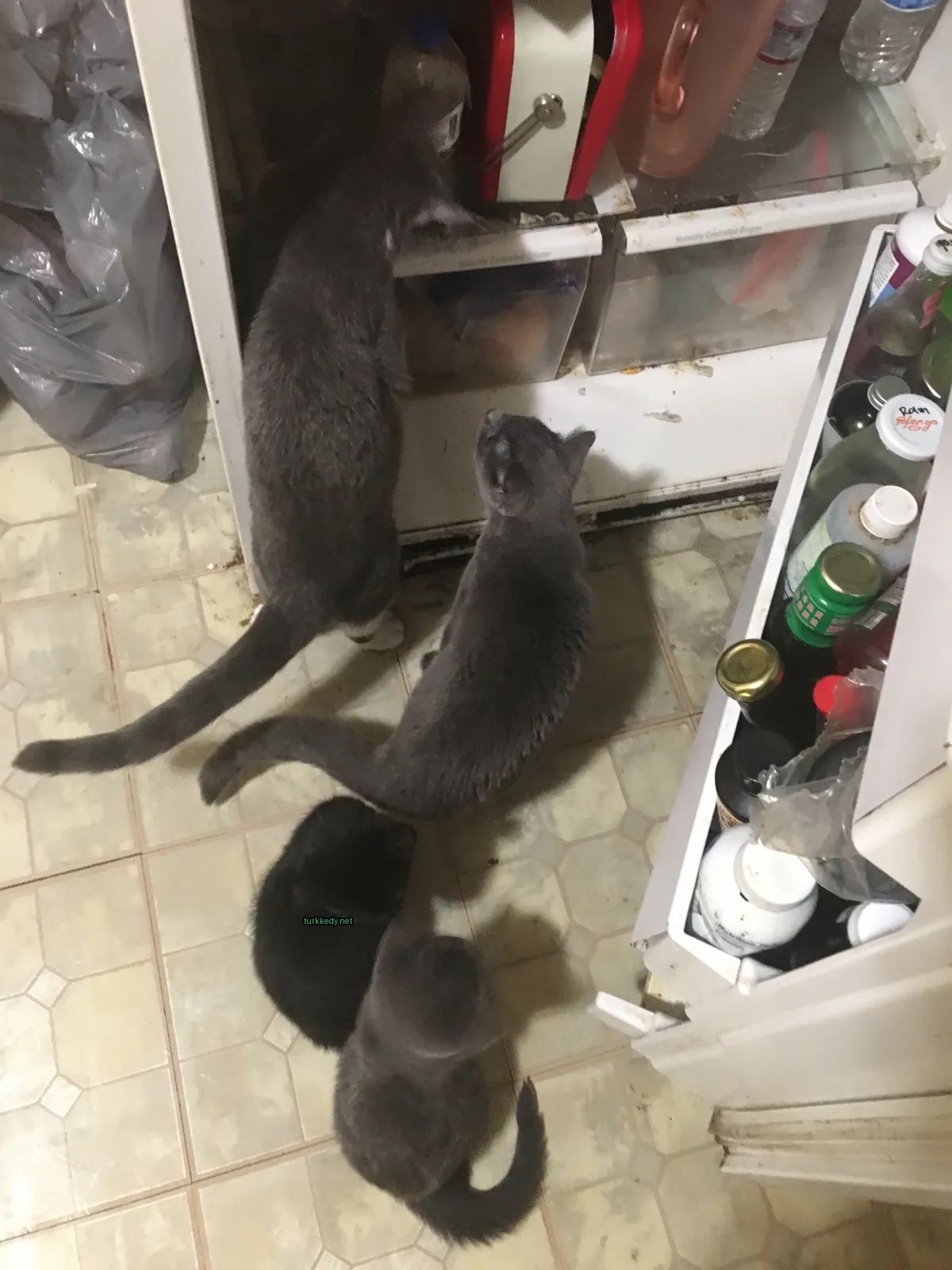 Beyaz ve siyah bir kedi bir buzdolabının önünde duruyor.