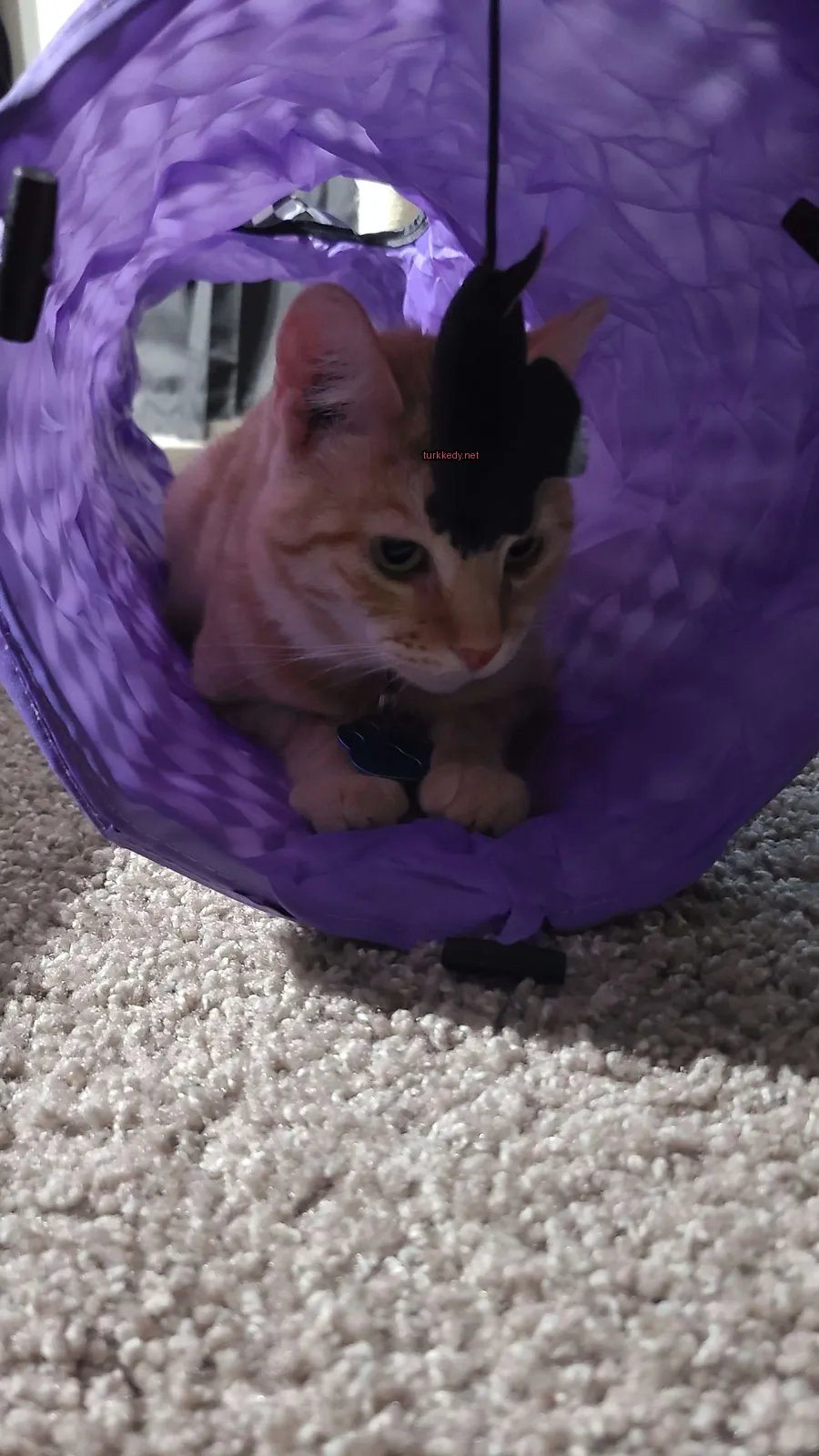 Mor ve siyah bir kedi mavi bir tünelde oturuyor.
