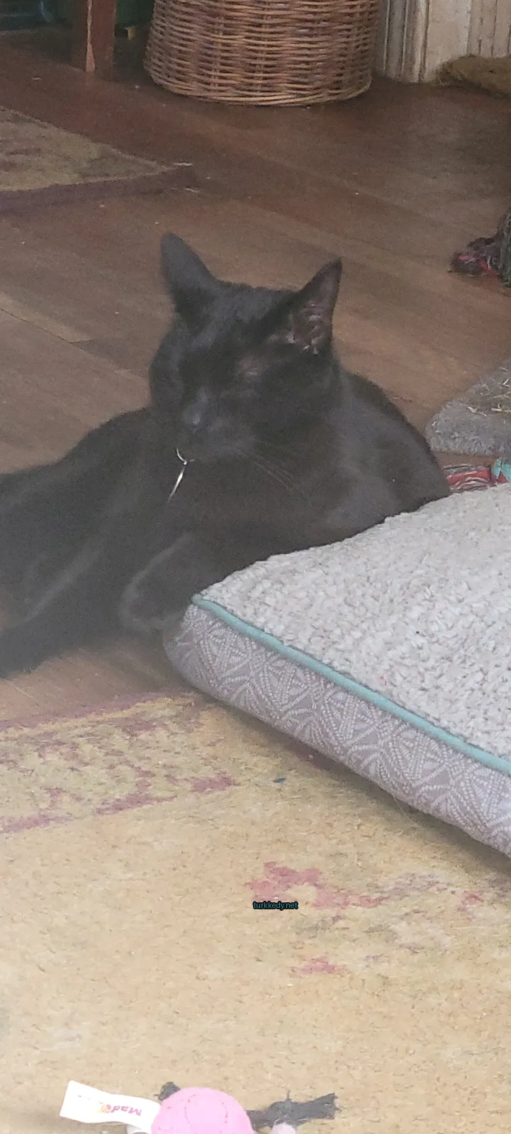 Siyah bir kedi, boynuna takılı zil ile yatakta yatıyor.