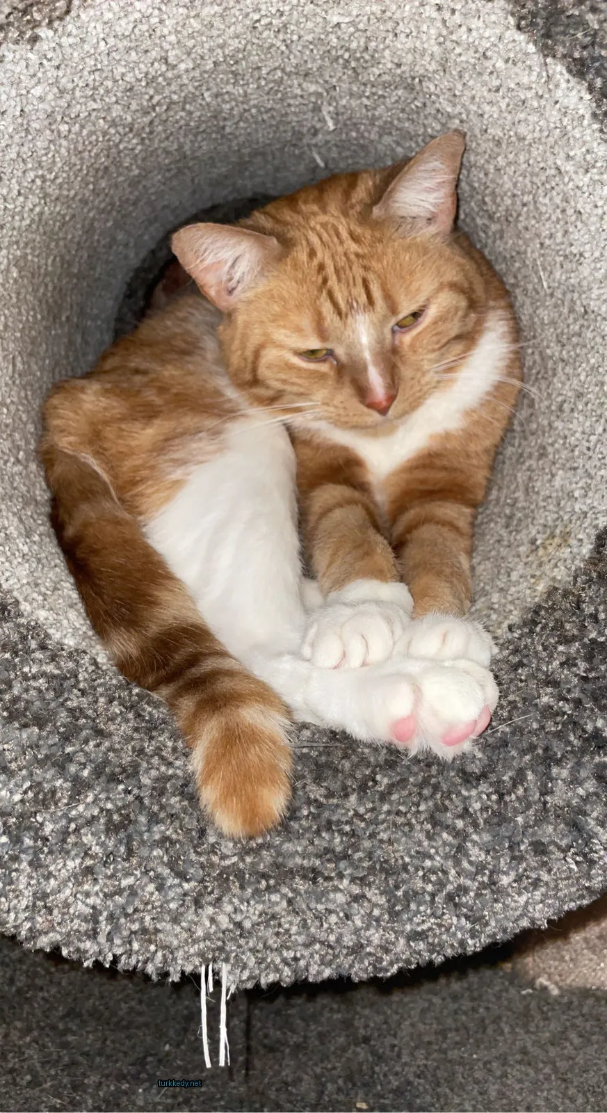 Koyu ve beyaz bir kedi desenli bir kedi yatakta yatıyor.