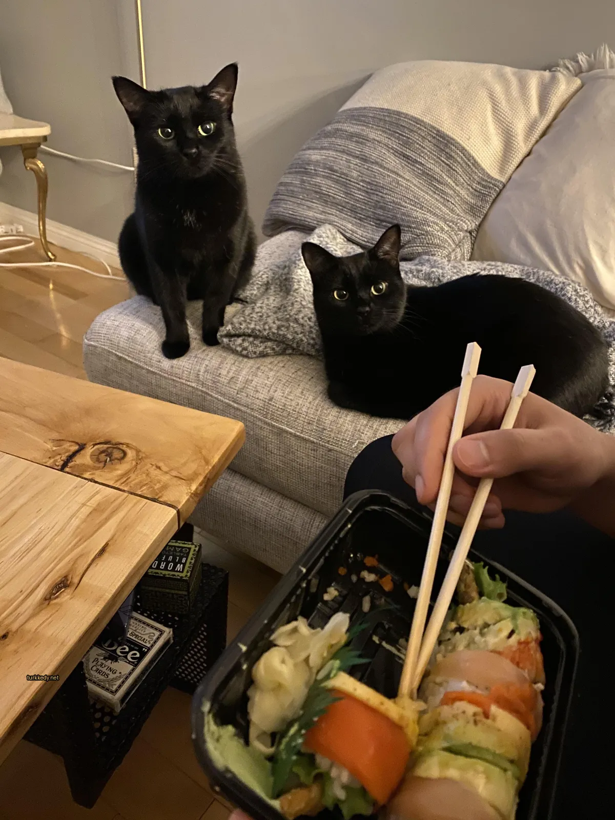 Siyah bir kedi bir sofa üzerinde oturuyor.