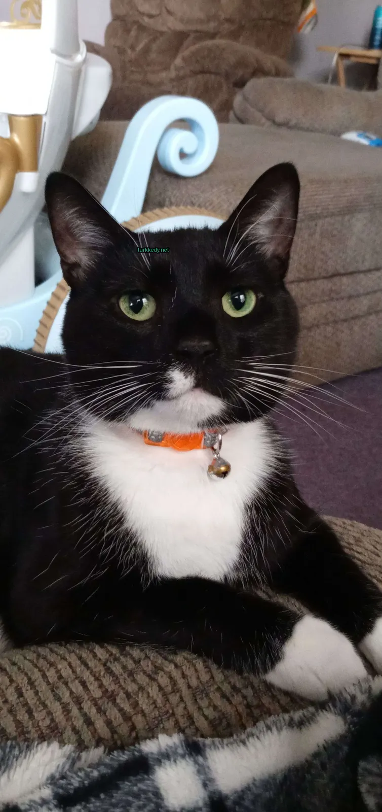 Siyah bir kedi, mavi bir yelekle bir sofa üzerinde oturuyor.