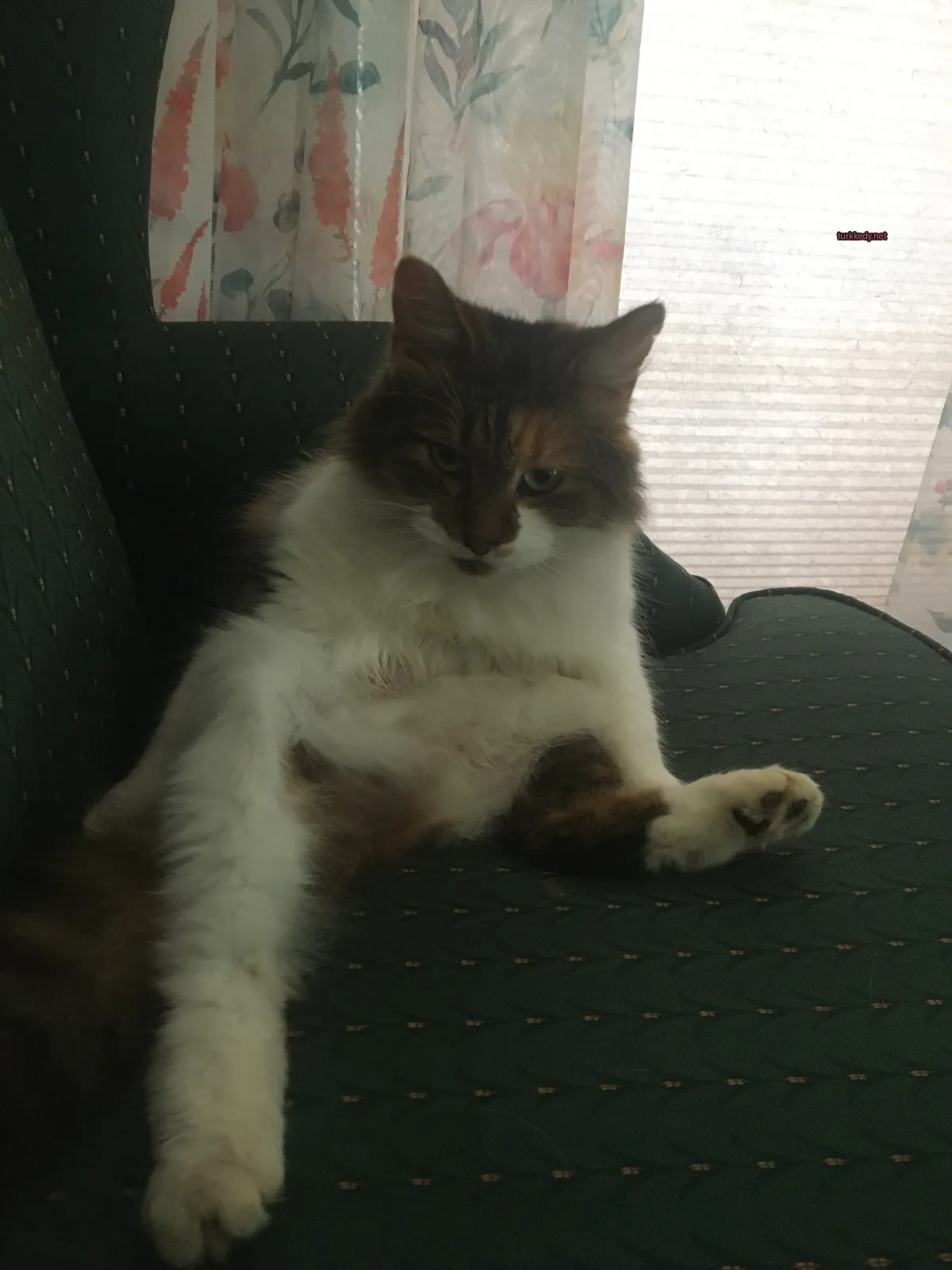Beyaz ve kahverengi desenli bir kedi yeşil bir koltukta oturuyor.