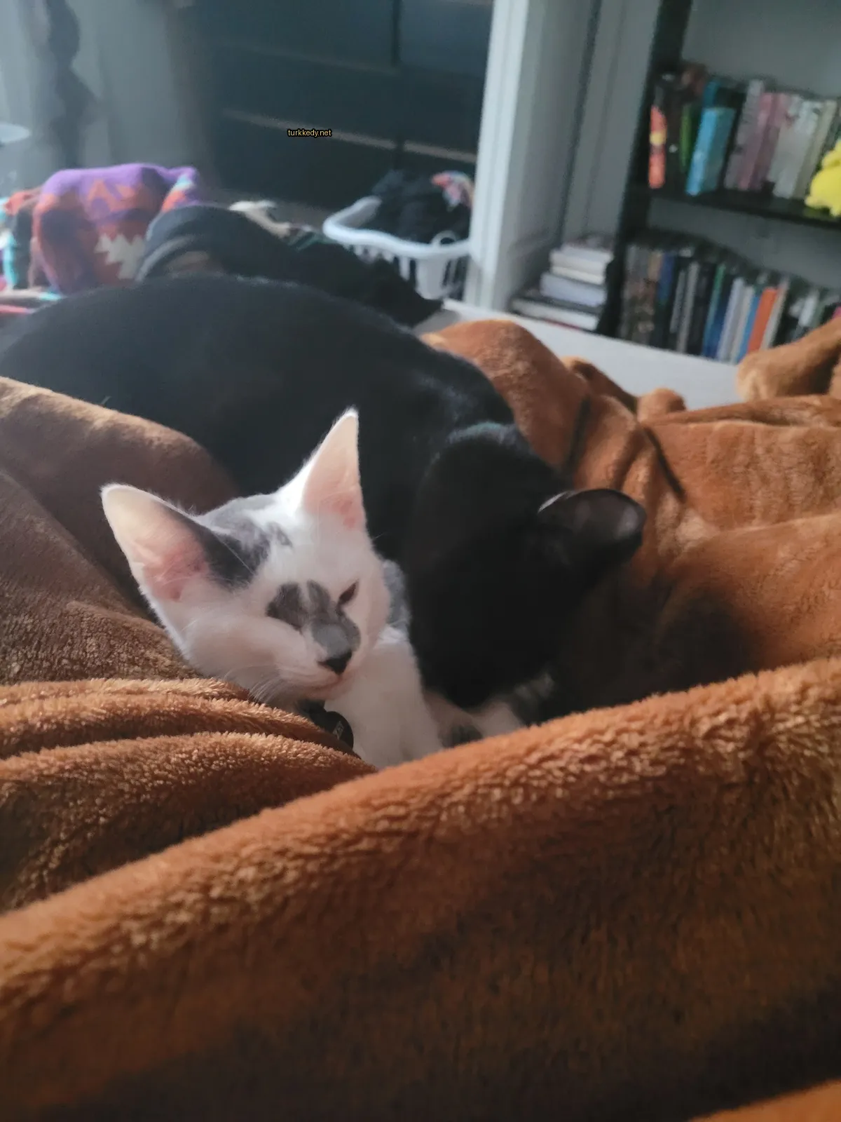 Siyah bir kedisi beyaz bir kedi ile birlikte bir minderin üzerinde yatıyor.