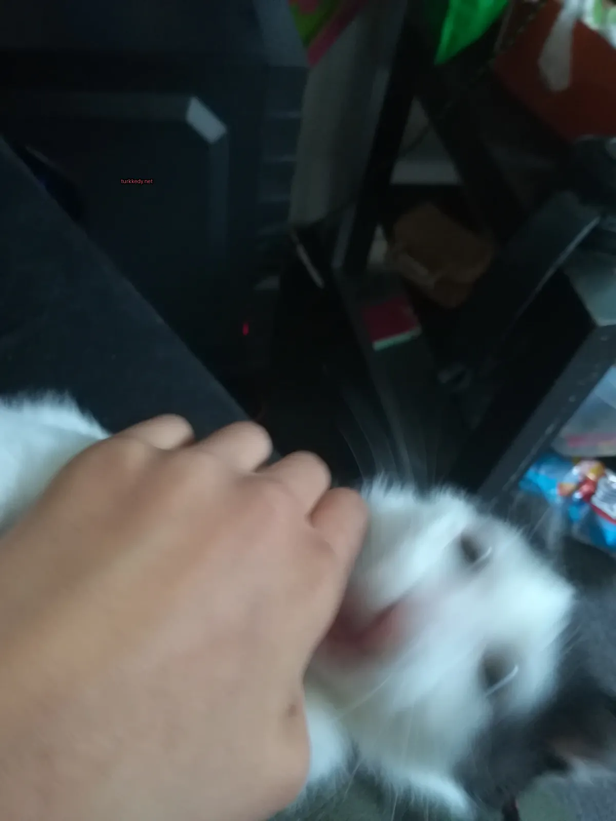 Siyah ve beyaz bir kedi, bir kişinin eliyle okşanıyor.