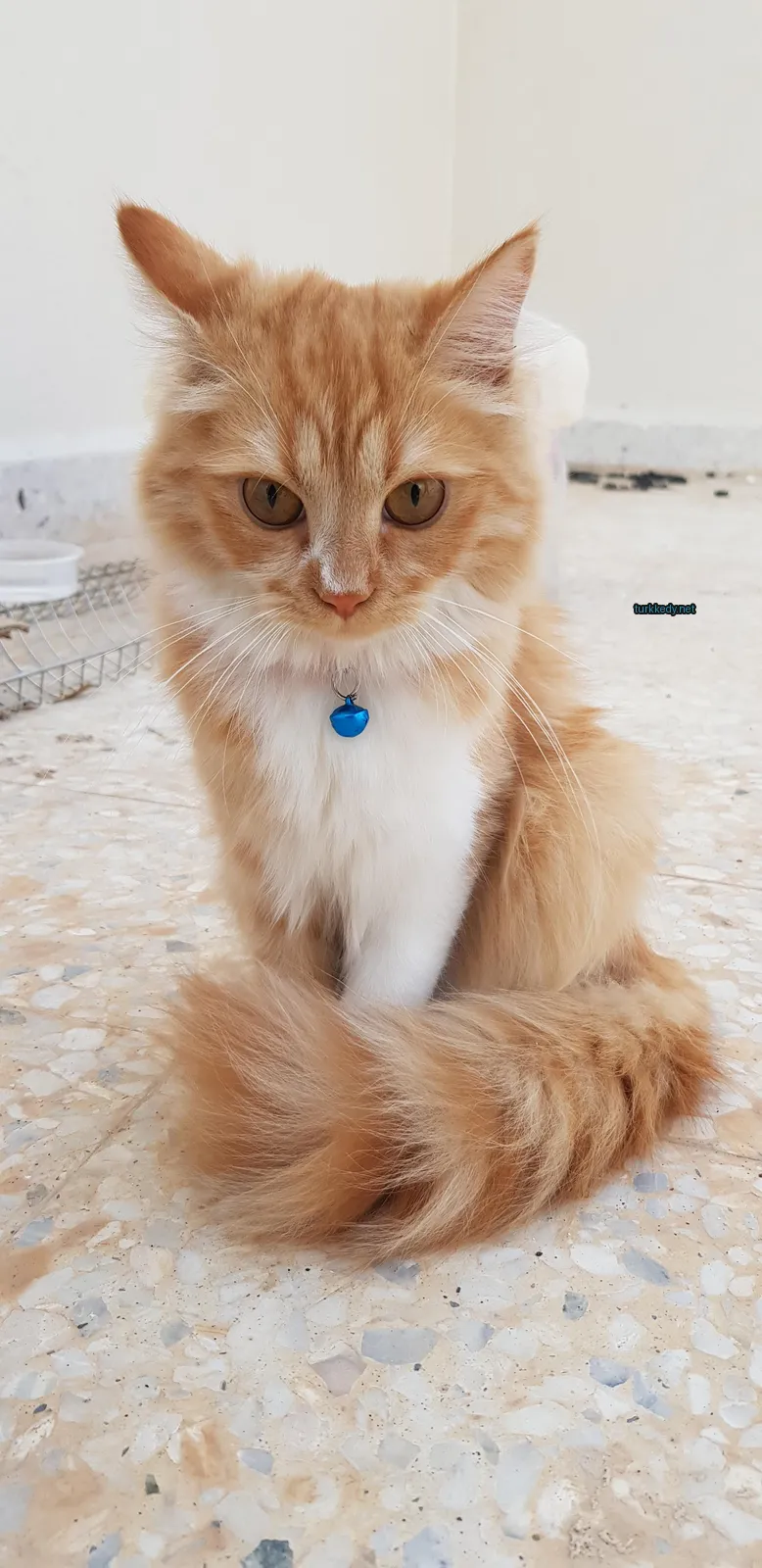 Siyah beyaz ve püsküllü bir kedi zemine oturuyor.