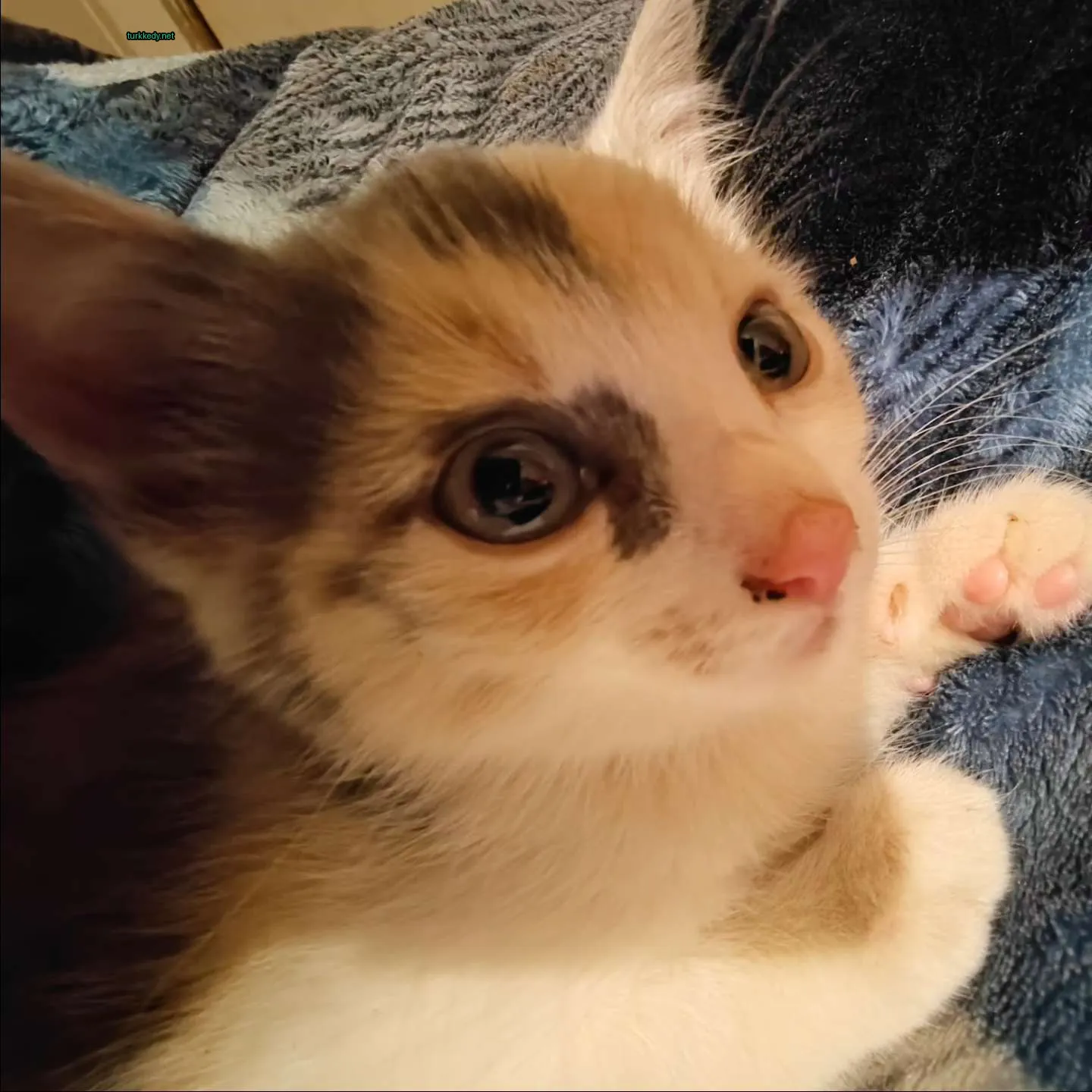 Koyu kahverengi ve beyaz bir kedi, siyah burun ve pink ayaklarla bir minderin üzerinde yatıyor.