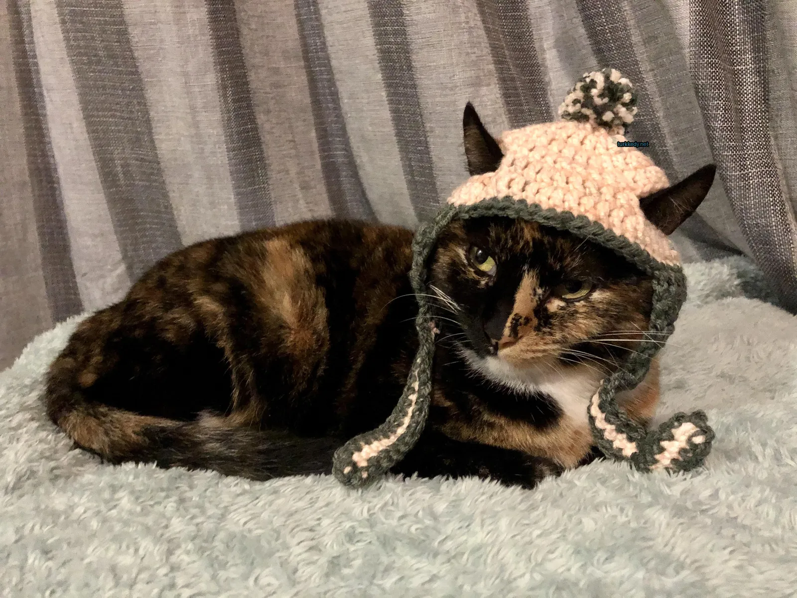 Siyah ve kahverengi bir kedi, bir iplik şapkasıyla mavi bir battaniğe uzanmış.