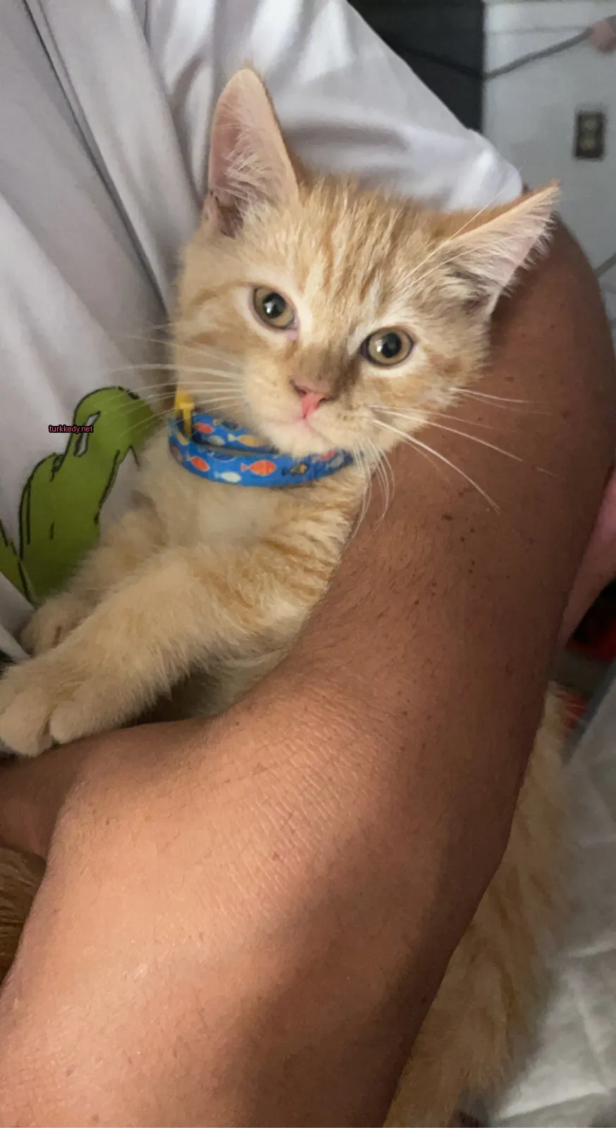 Kırmızı-beyaz bir kedi, mavi ve kırmızı bir kemerle.