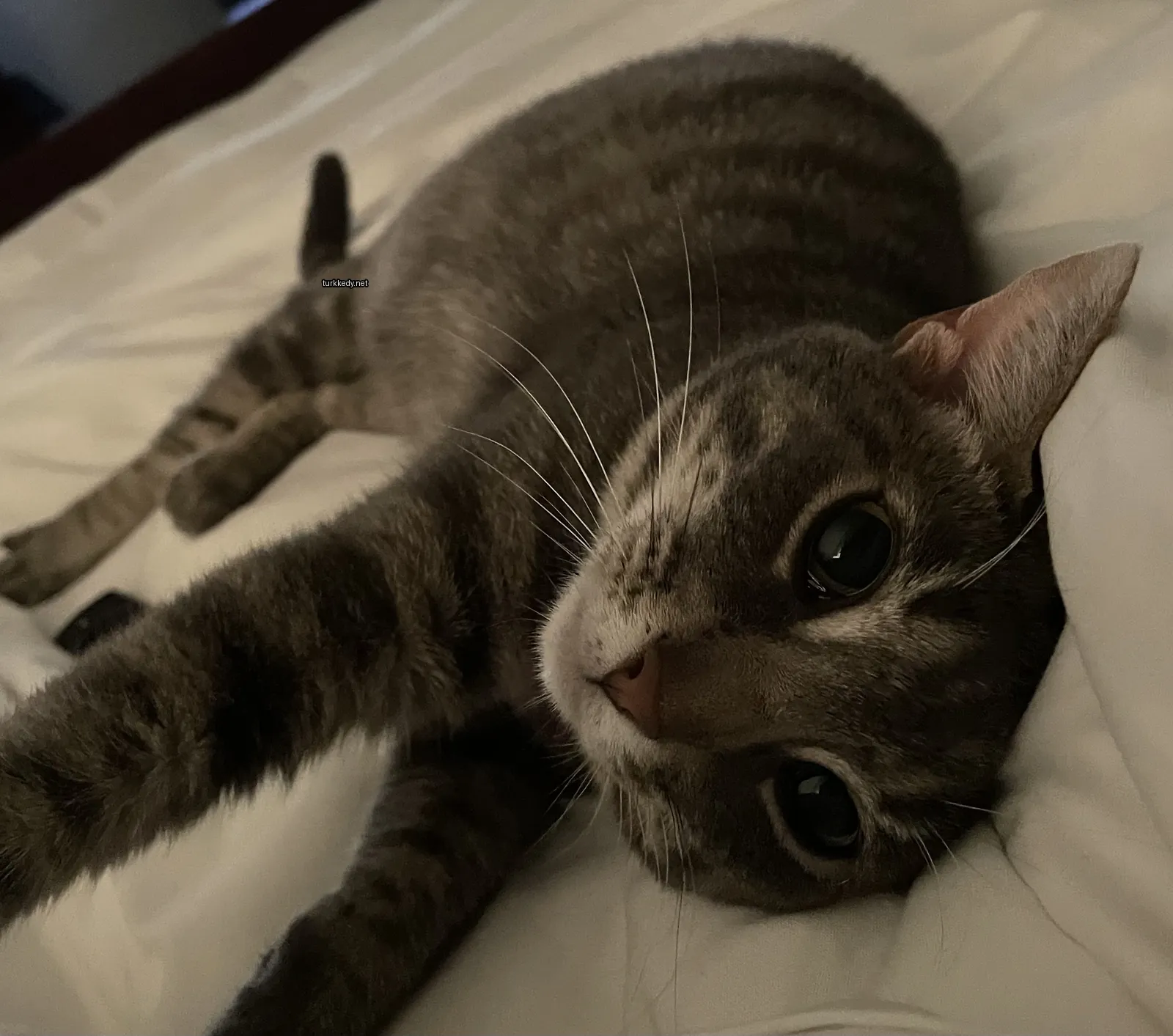 Bir gri ve beyaz kedi yatakta yatıyor.