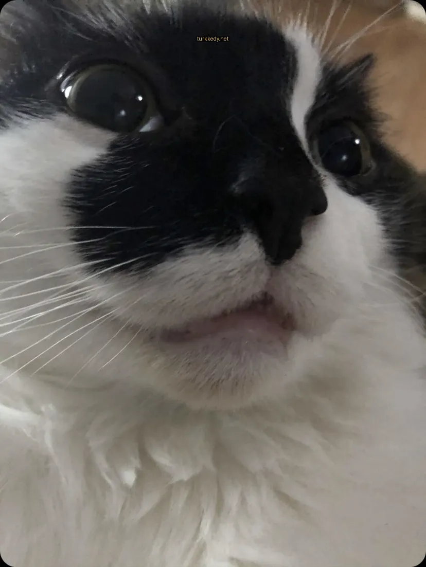 Siyah ve beyaz bir kedi, beyaz bir çene ve tüylere sahiptir.