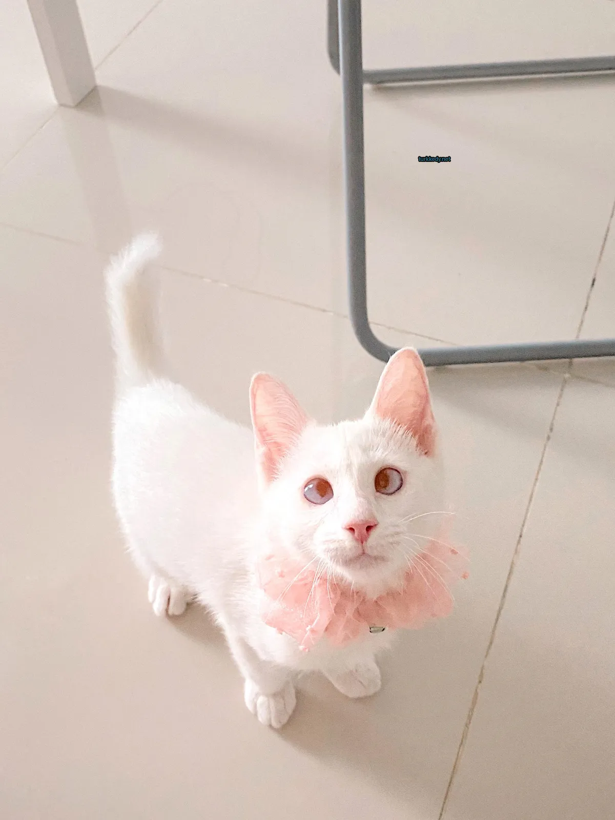 Beyaz bir kedi, pembeden bir bow tie takılmış, pembeden kulakları ve bir mermer zemin üzerinde duruyor.