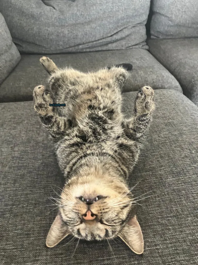 Beyaz ve siyah bir kedi yatakta sırtüstü yatıyor.