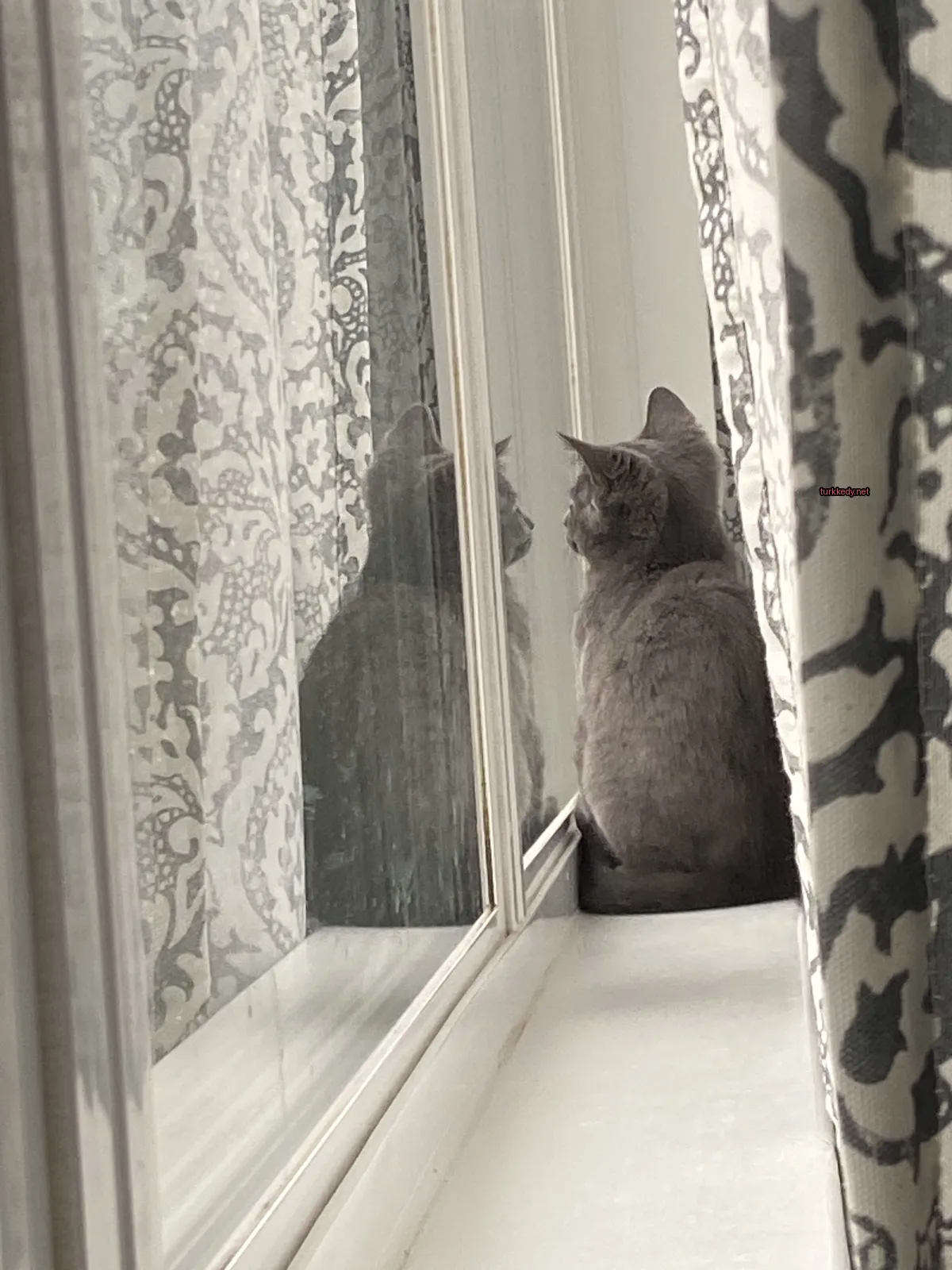 Bir gri kedi pencere kenarında oturuyor.