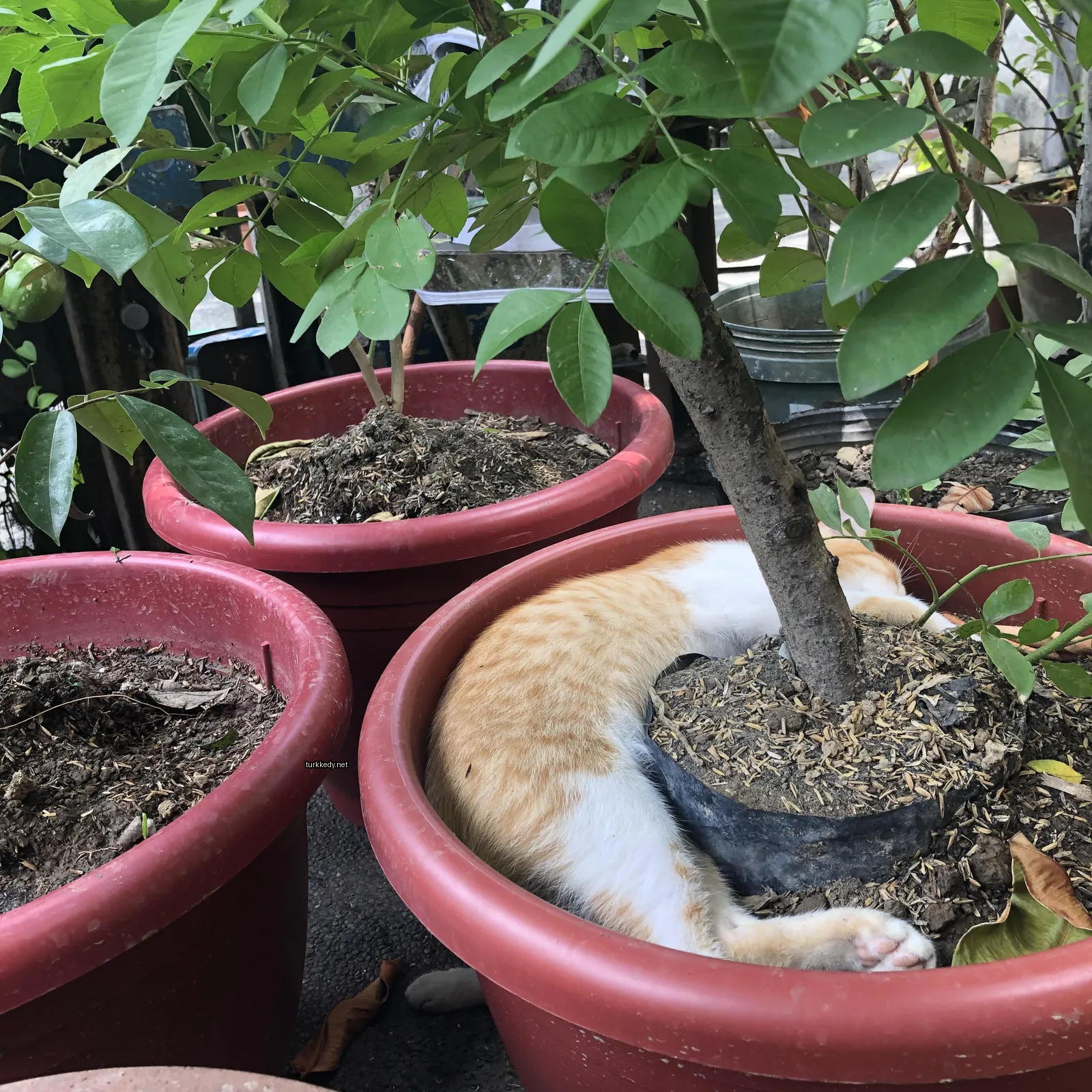 Sarı ve beyaz bir kedi kırmızı bir kaba yatıyor.
