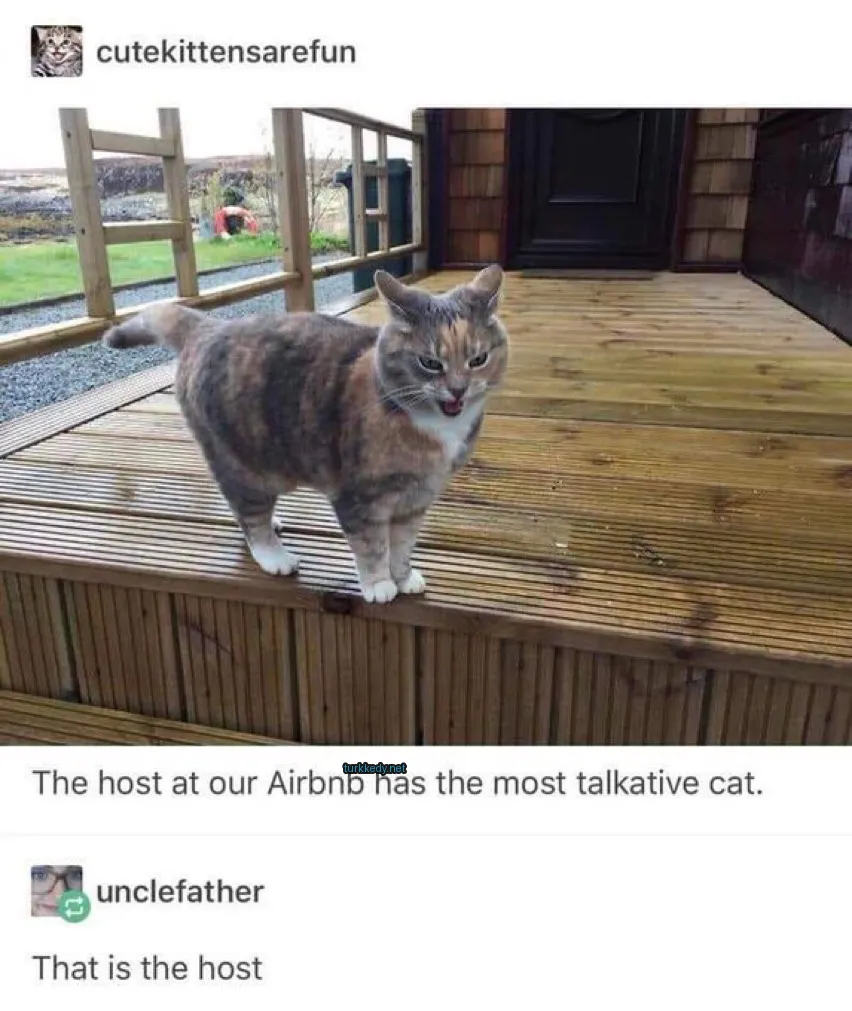 Beyaz göğsü ve kahverengi ve siyah tüylü bir calico kedi, bir ahşap terasın üzerinde oturuyor.