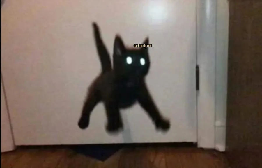 Siyah bir kedi sarı gözleriyle havada atlıyor.