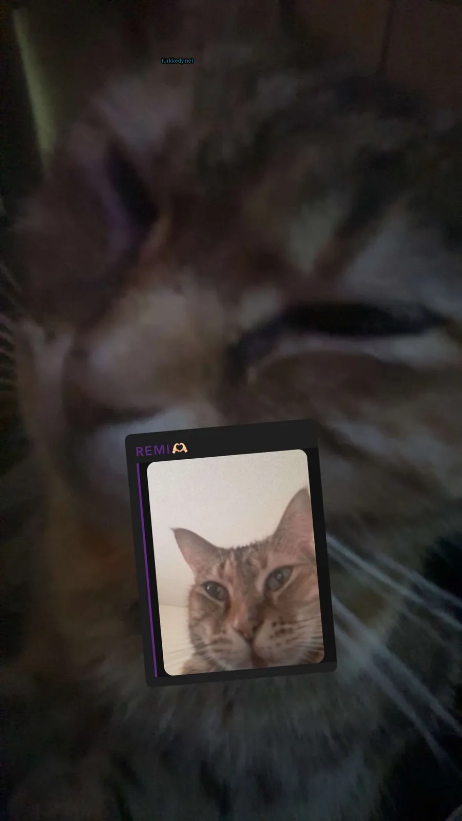 Mor bir burunlu ve gri ve beyaz bir yüzü olan bir kedi.