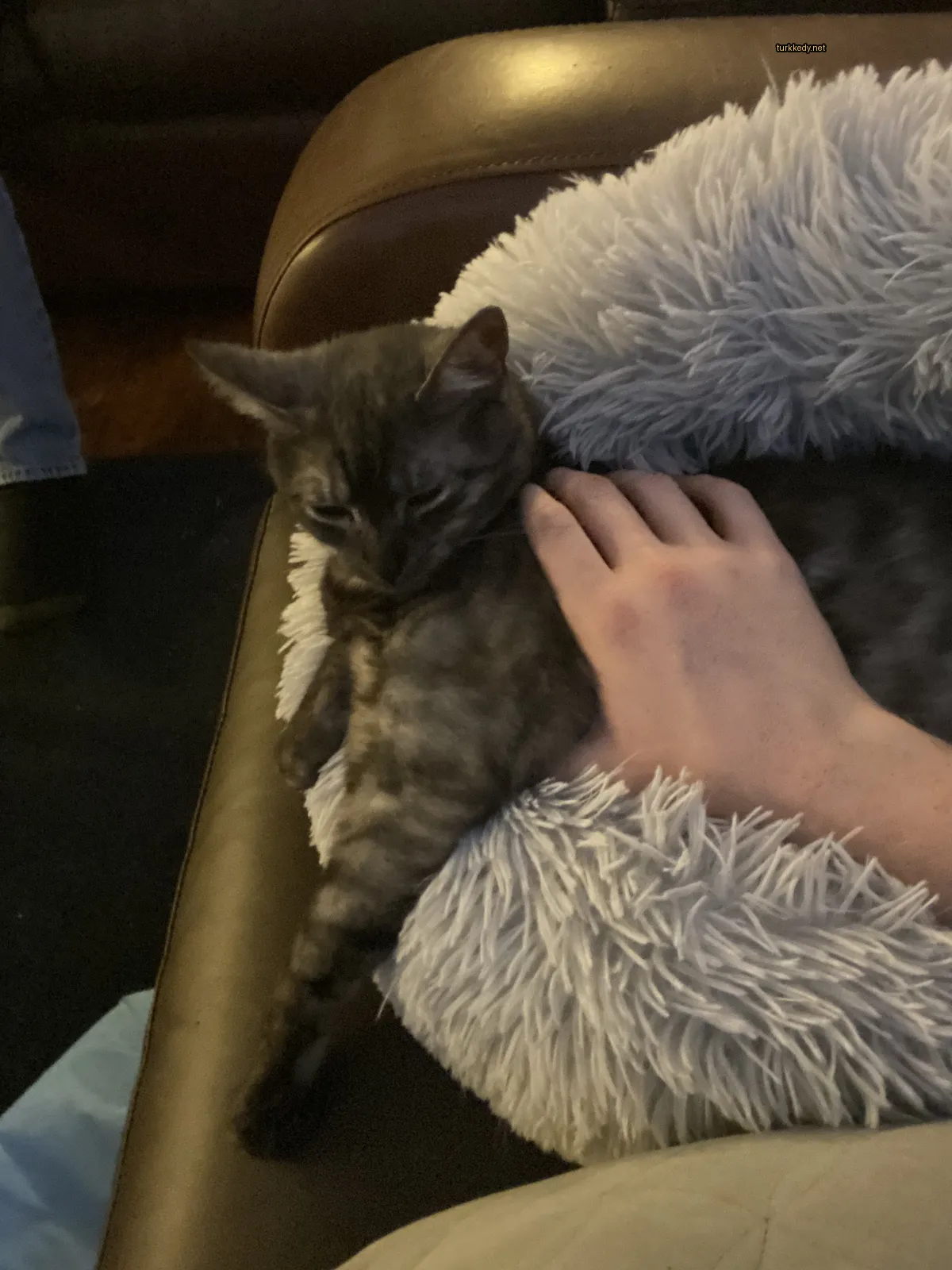 Bir gri kedi bir kişi tarafından okşandığı bir sofa üzerinde yatıyor.