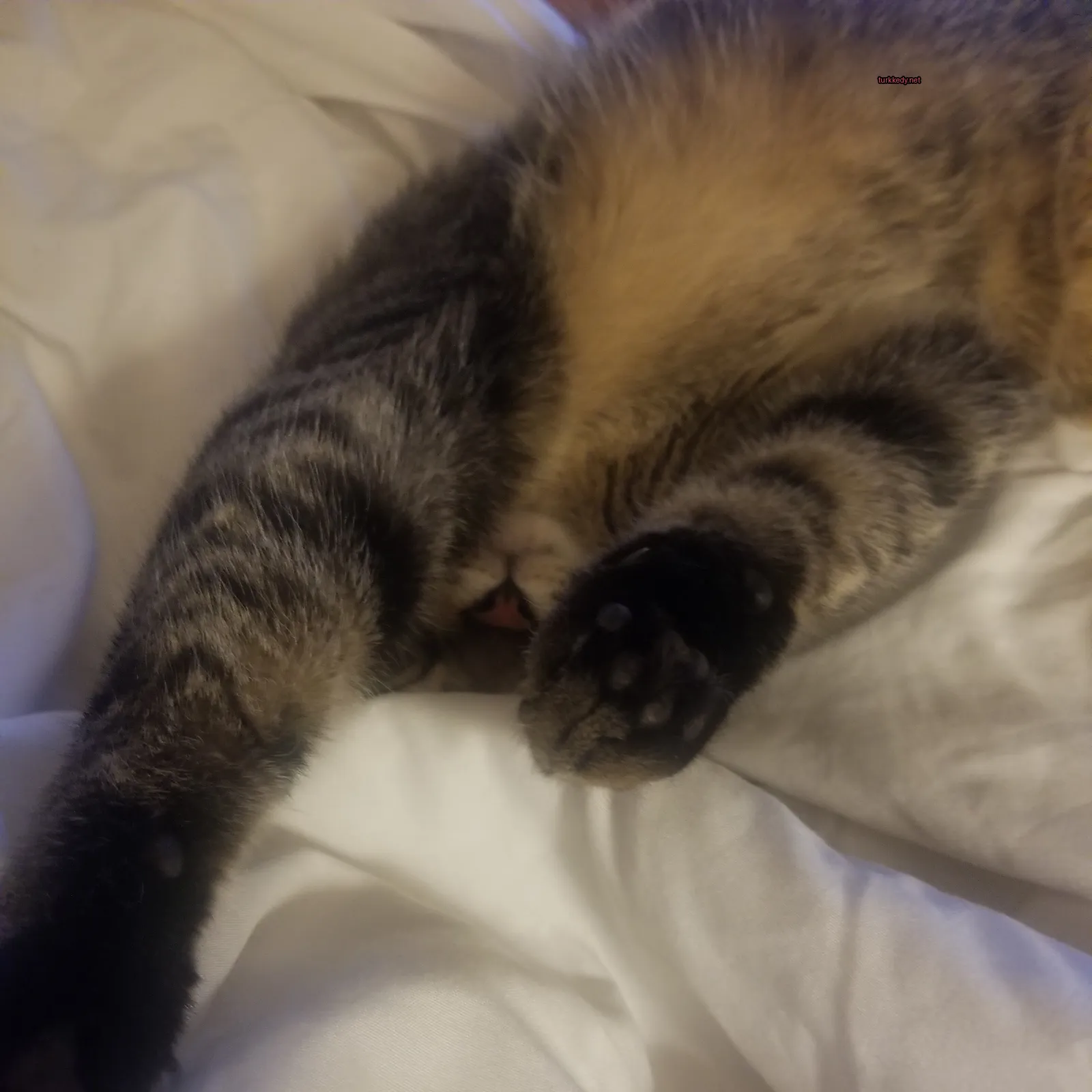Siyah ve beyaz bir püskürtüye sahip bir kedi beyaz bir bez üzerinde yatıyor.