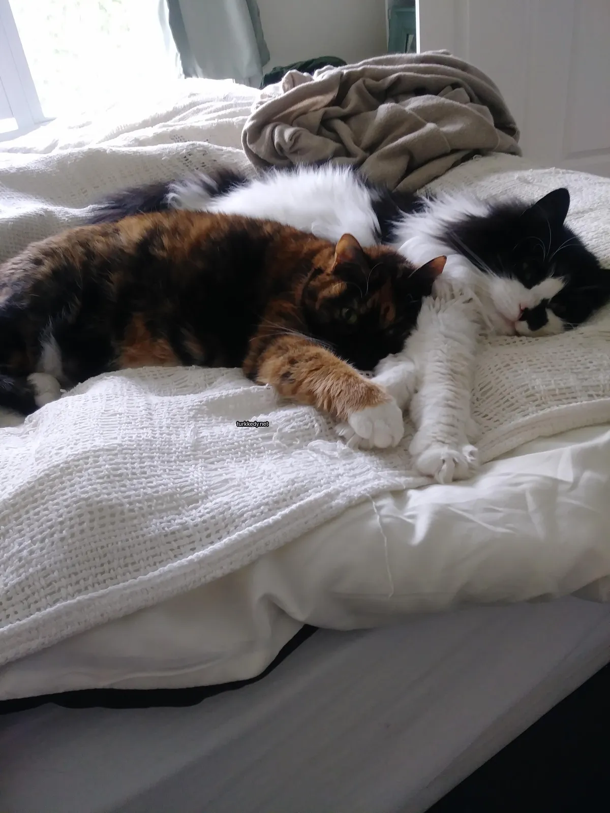Siyah ve beyaz bir kedi, kahverengi ve beyaz bir kedi ile yatakta yatıyor.