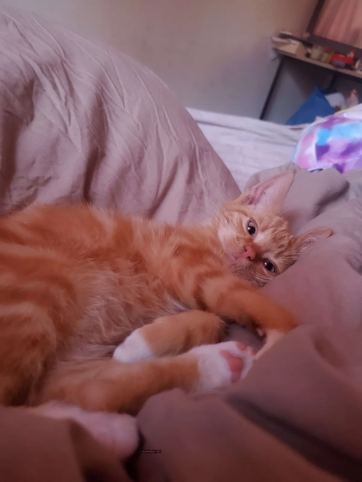 Sarı ve beyaz bir kedi yatakta yatıyor.