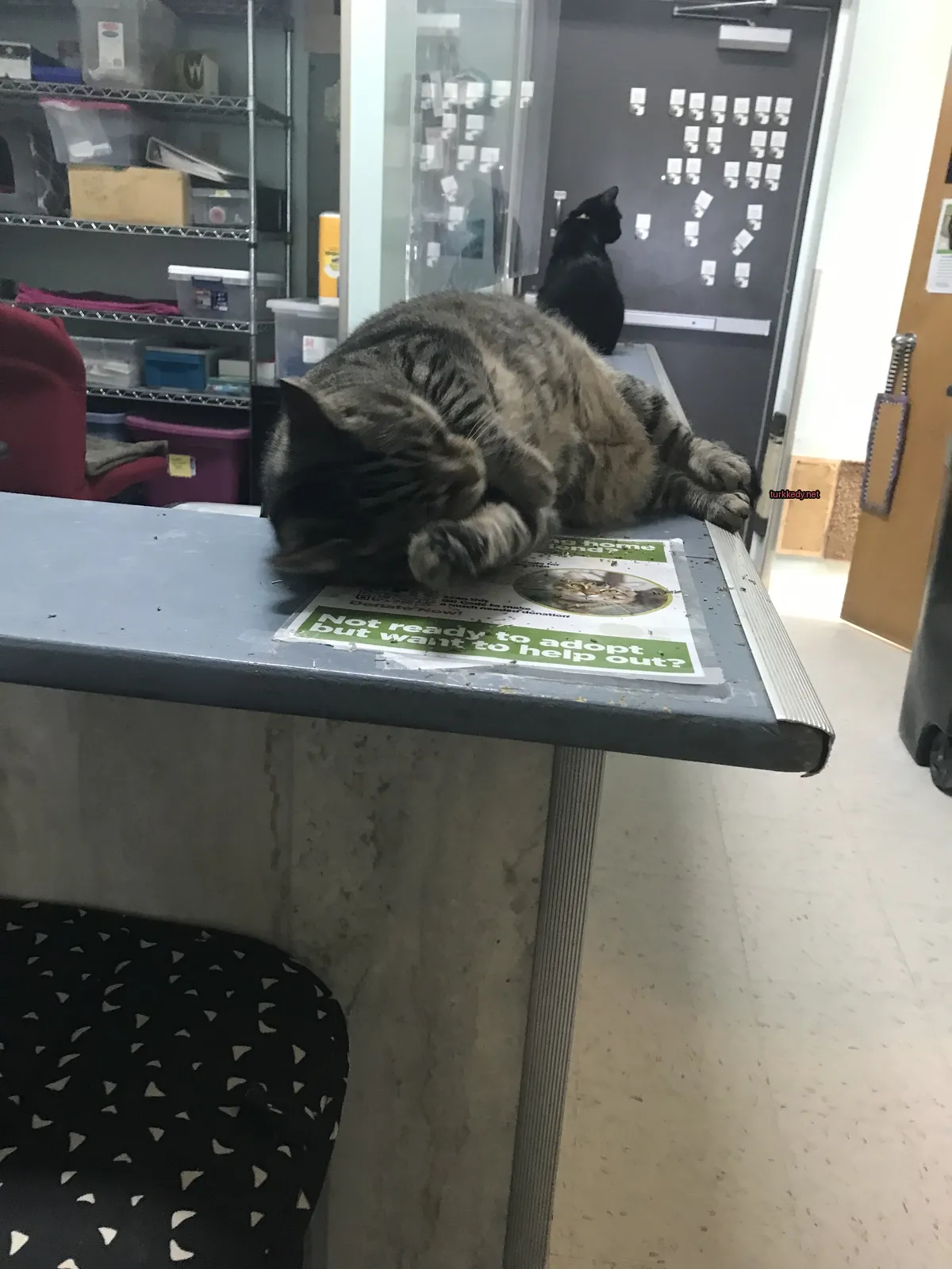 Siyah ve kahverengi desenli bir kedi masa üstünde yatıyor.