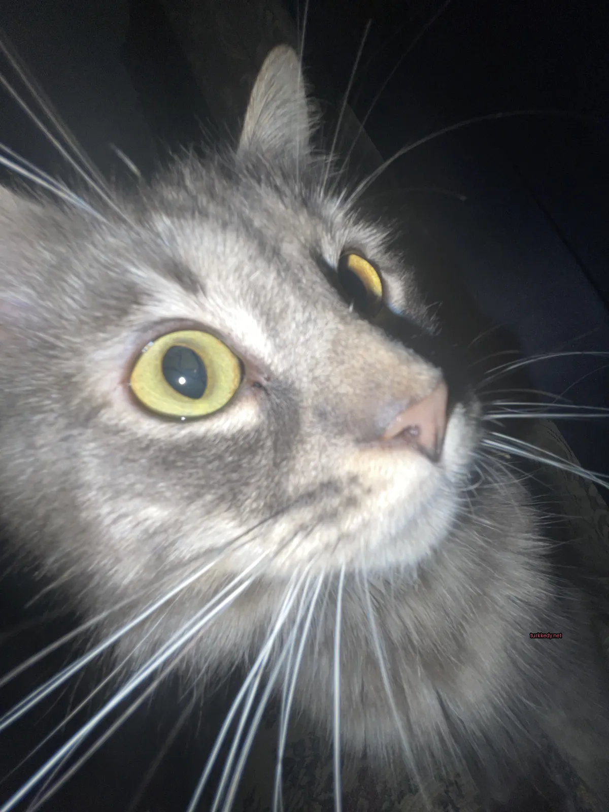 Gri bir kedi, beyaz tüylü burunları ve sarı gözleriyle kameralara bakıyor.