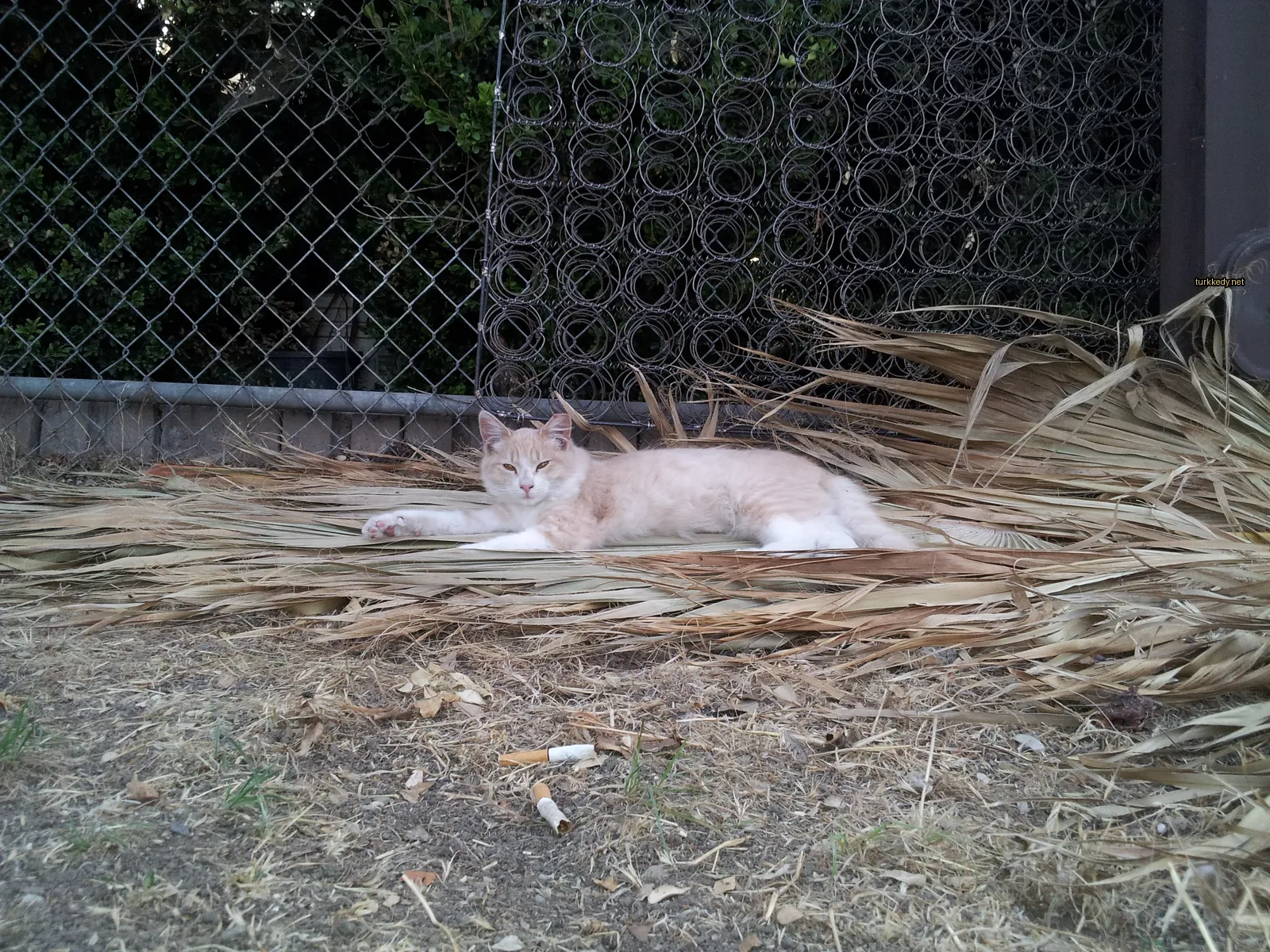 Koyu kahverengi bir kedi kuru otun üzerinde yatıyor.