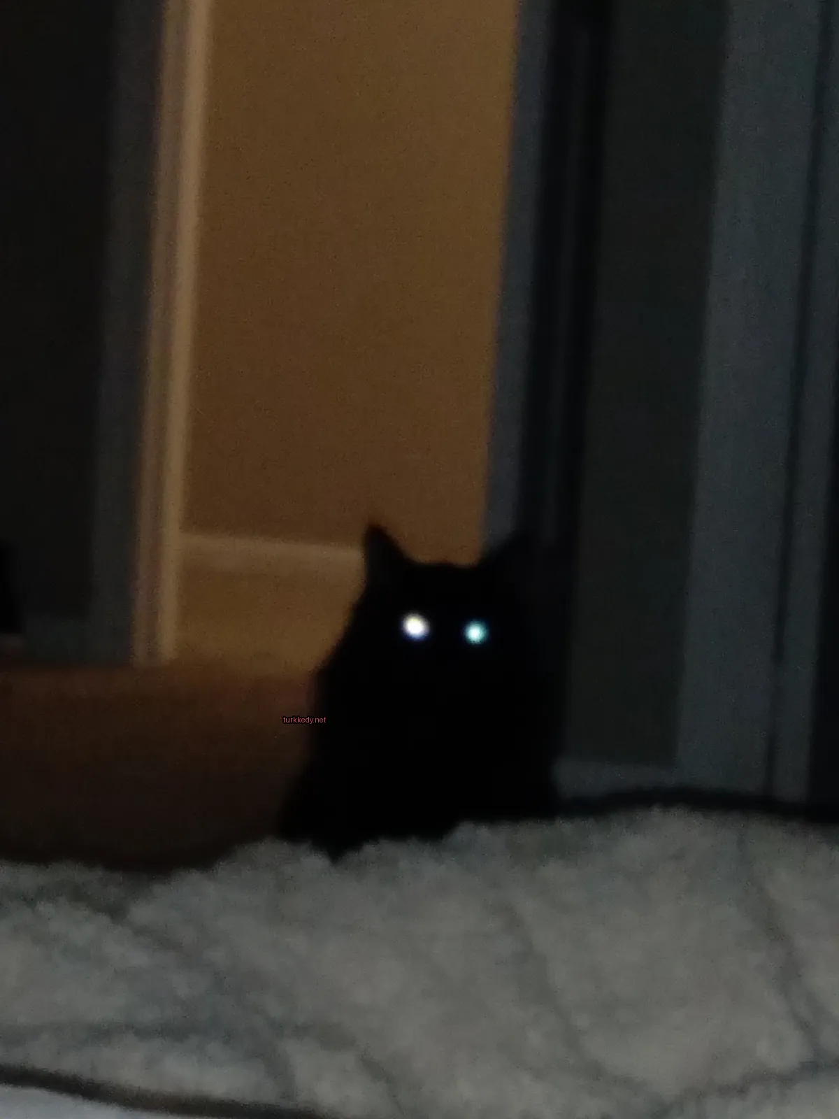 Siyah bir kedi beyaz bir bez üzerinde beyaz bir burnuyla yeşil gözlerle oturuyor.