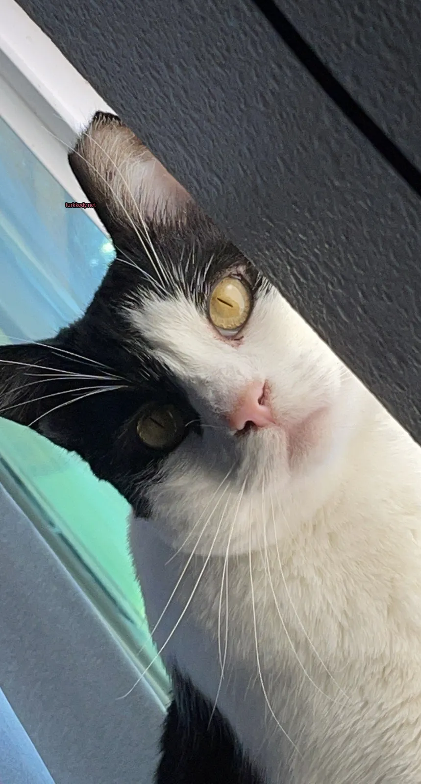 Siyah ve beyaz bir kedi, sarı gözleri ve pembe burunları var.