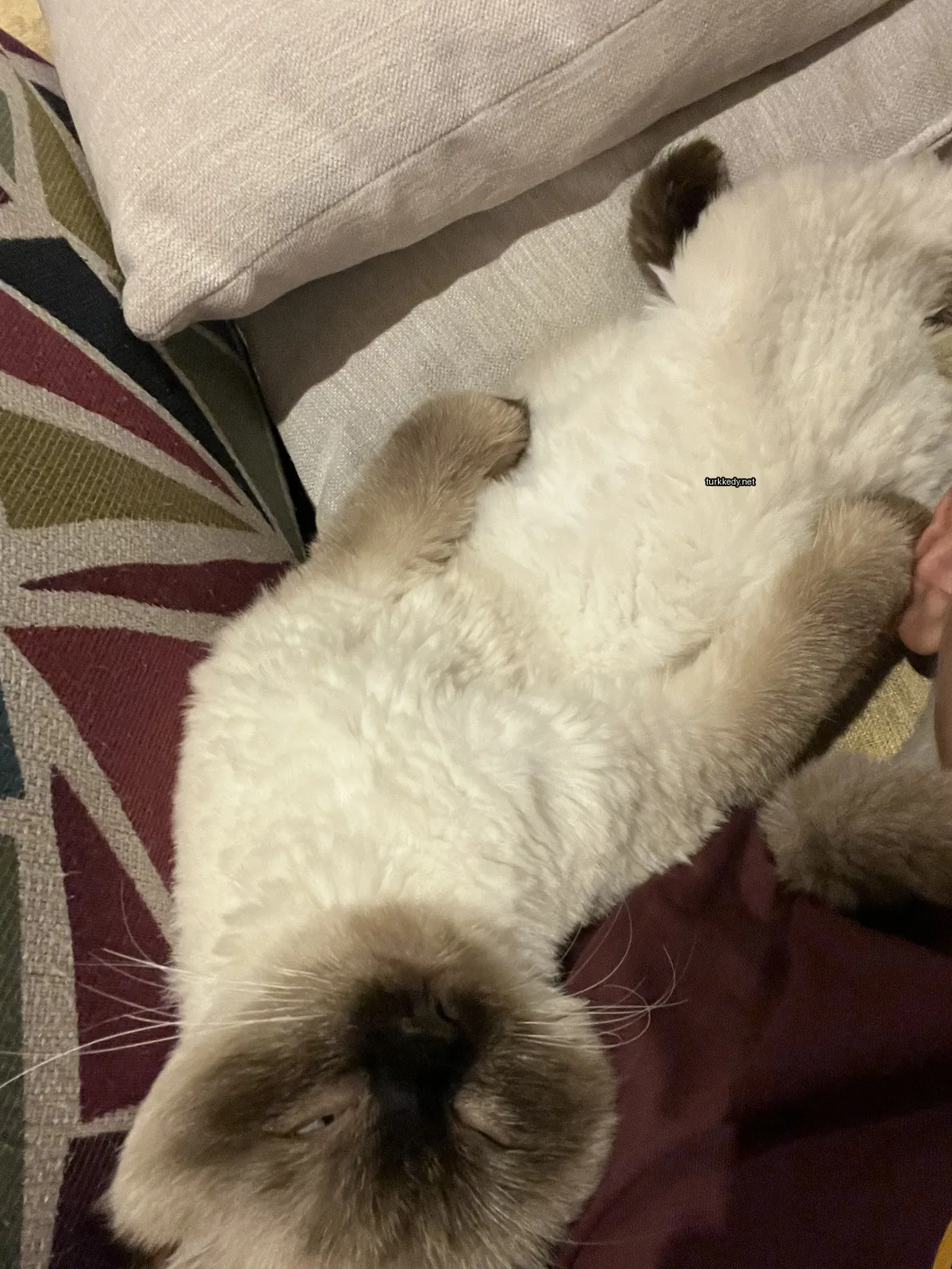 Beyaz bir kedi, siyah gözleri ve tüyleri ile bir sofa üzerinde yatıyor.
