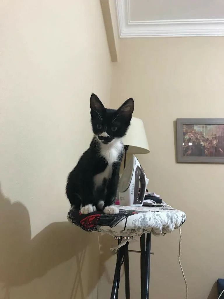 Siyah ve beyaz bir kedi masa üzerinde oturuyor.