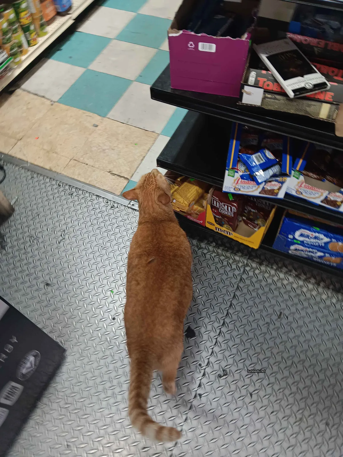 Bir kahverengi ve beyaz bir kedi bir mağaza raflarının önünde mermer zeminde yürüyor.