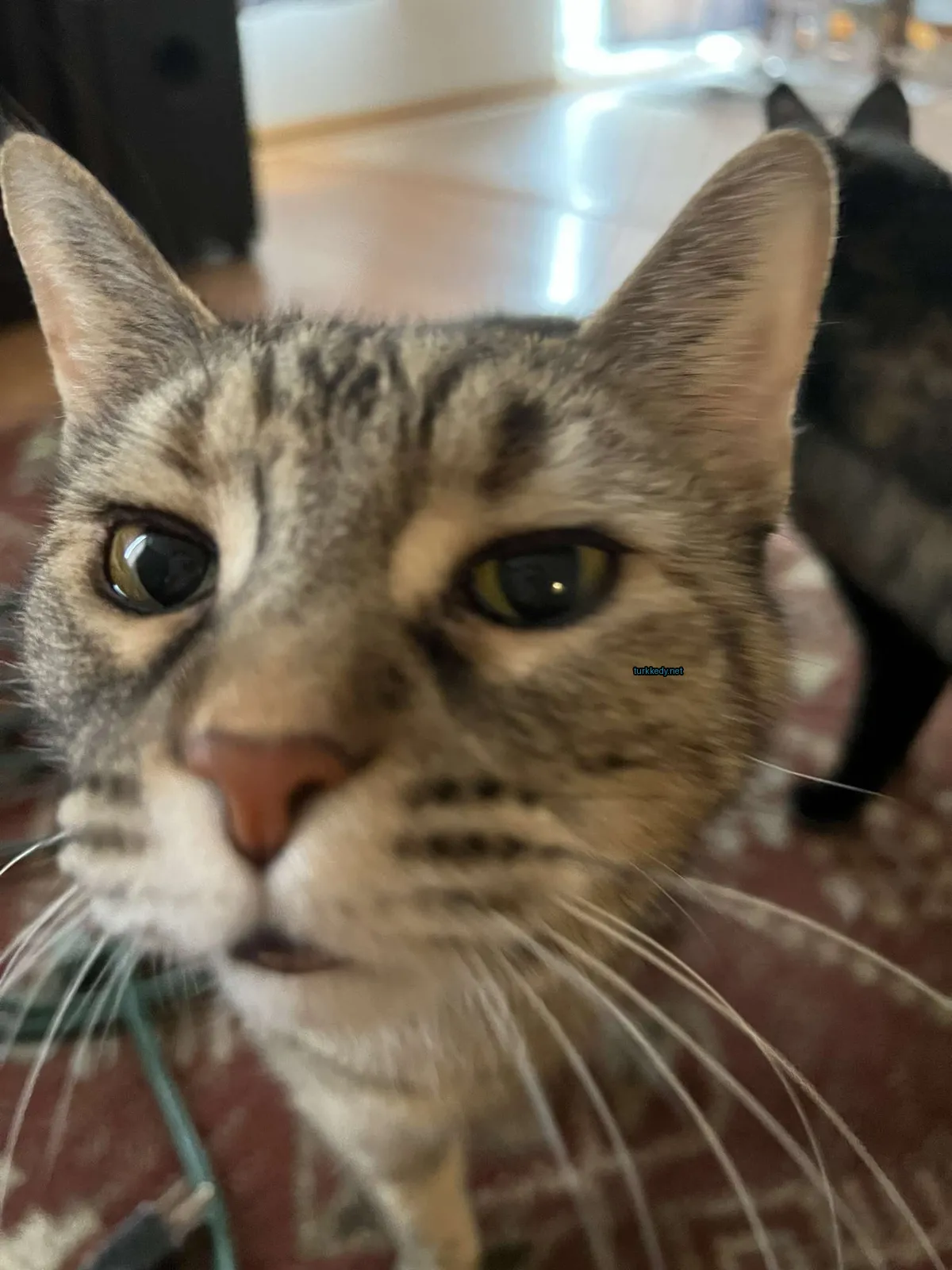 Gri ve beyaz bir kedi, siyah bir kuyruğu ve tırnakları ile kameralara bakıyor.